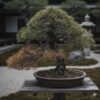松の盆栽が枯れる原因と対処法｜復活のサインは？