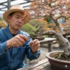 盆栽の針金外す時期はいつ？樹種別に見る食い込みと戻り対策