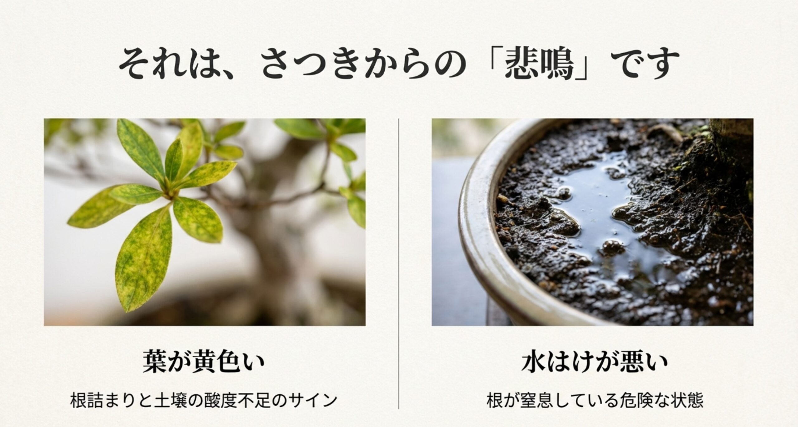 さつき盆栽のトラブルのサイン。黄色く変色した葉と、鉢の中に水が溜まっている様子の写真。根詰まりと酸度不足を示唆。