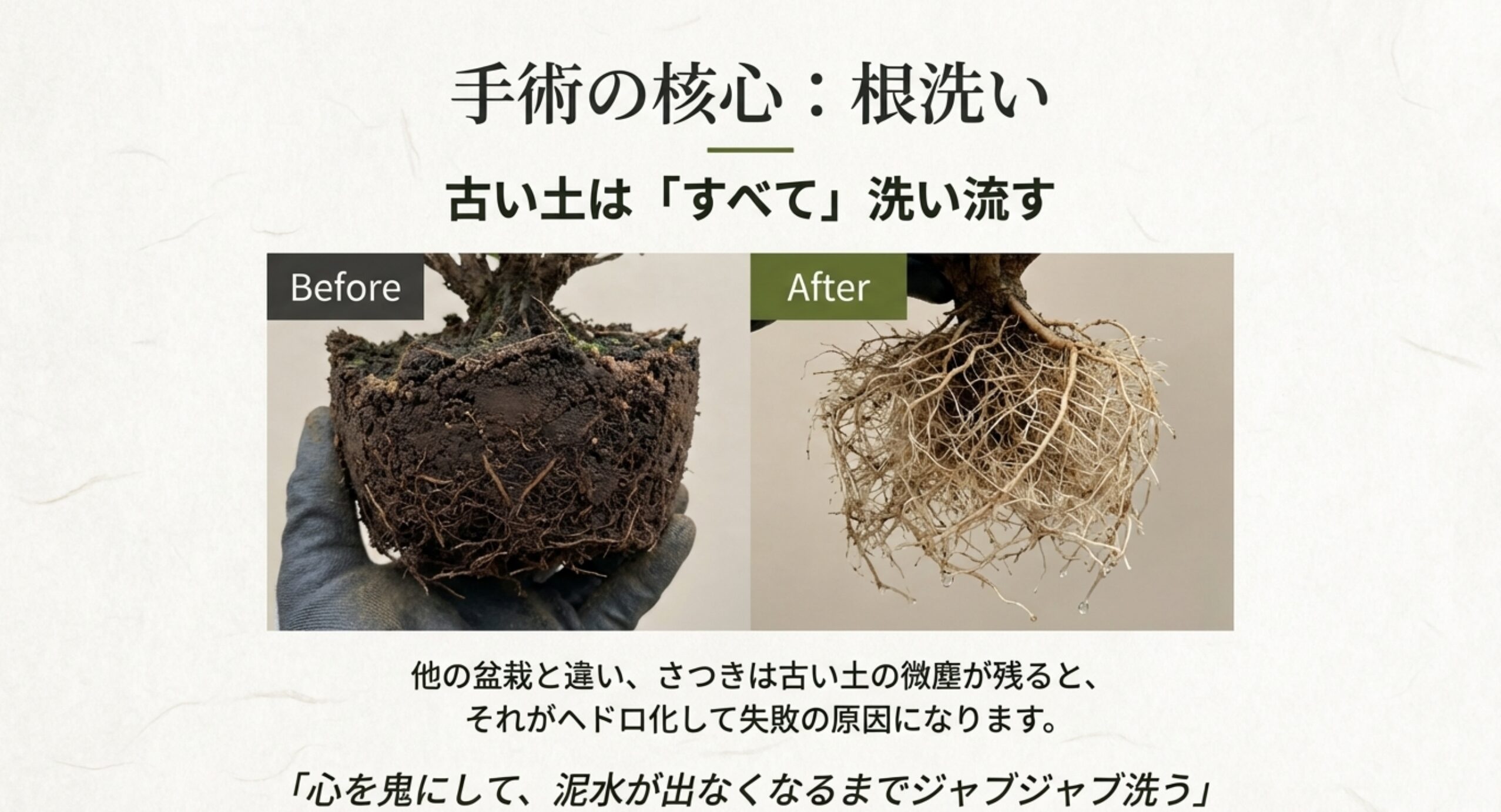 さつき盆栽の根洗いの比較写真。Beforeは古い土で固まった根鉢、Afterは土を完全に洗い流し根が露出した状態。