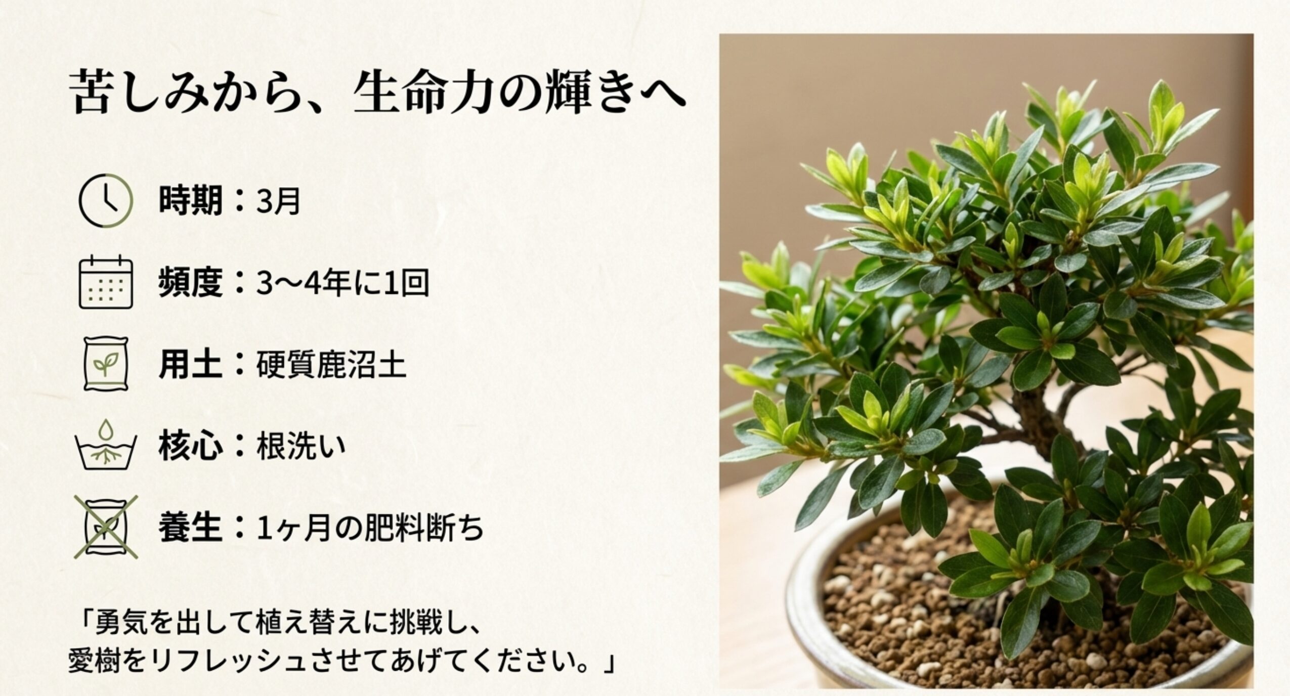 元気な新芽が出たさつき盆栽の写真。植え替え時期は3月、頻度は3〜4年、硬質鹿沼土を使用し、根洗いを徹底するという要点が箇条書きされている。