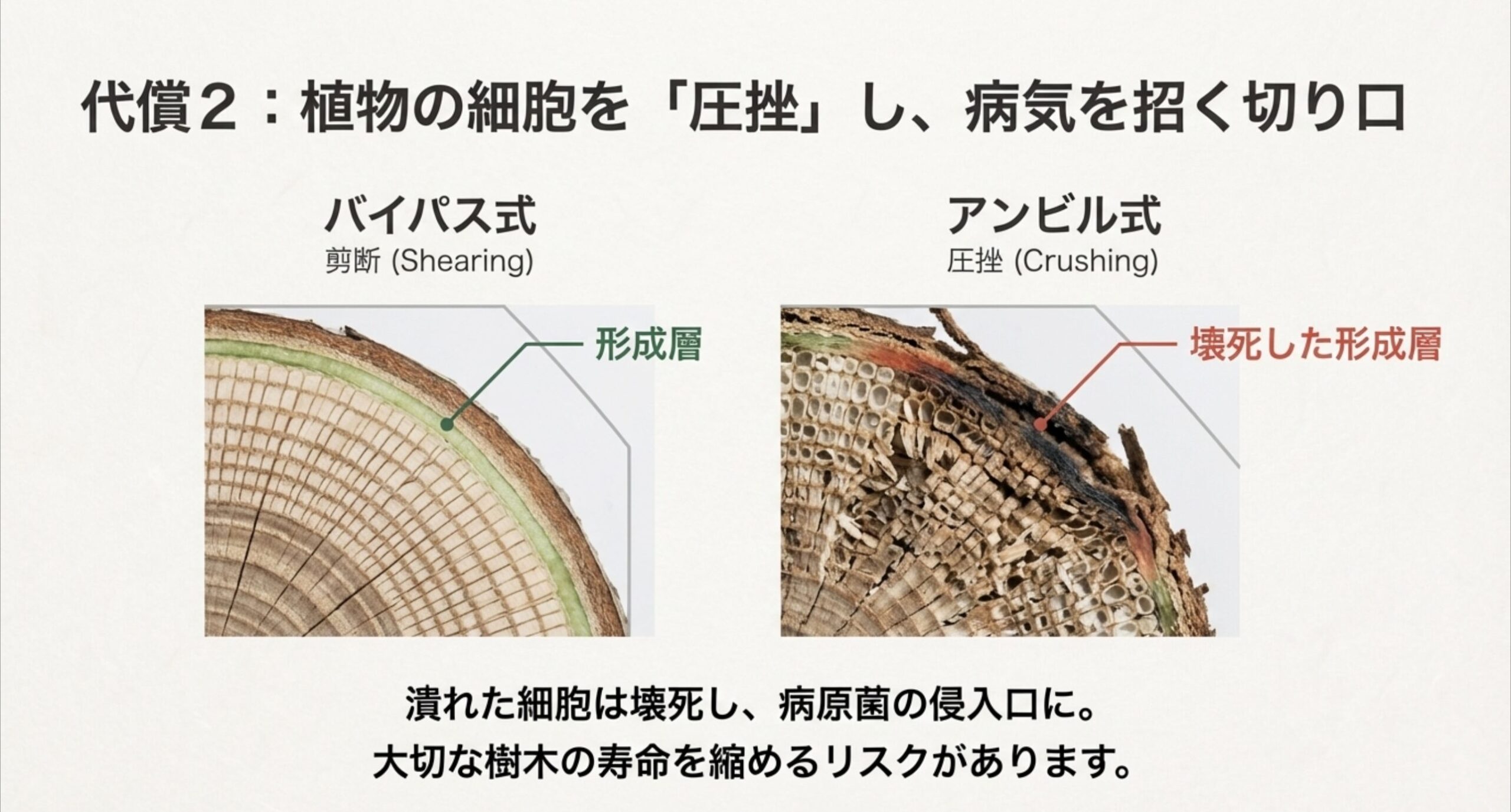 剪定鋏のバイパス式(剪断)とアンビル式(圧挫)の違いと、壊死した形成層の断面図比較