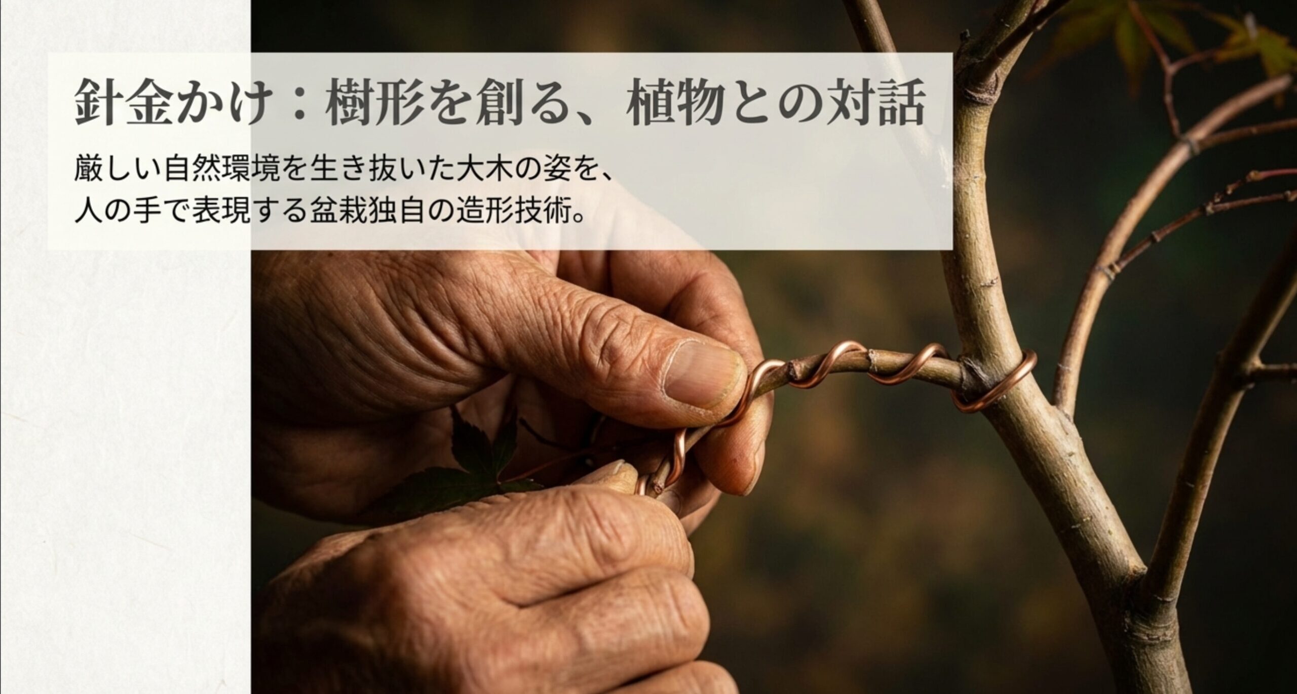厳しい自然環境を表現するために、盆栽の幹や枝に針金をかけて樹形を作る技術の解説