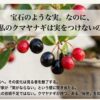 クマヤナギの美しい実の紹介と、冬の「掃除」が実を落とす原因になっていることを警告するスライド。