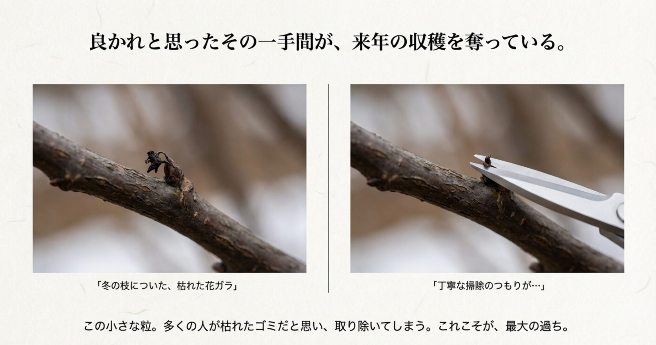 開花から翌年の結実まで2年かかるサイクルを図解。1年目の冬を「花ガラ」で越し、2年目の夏に成熟する流れを説明。