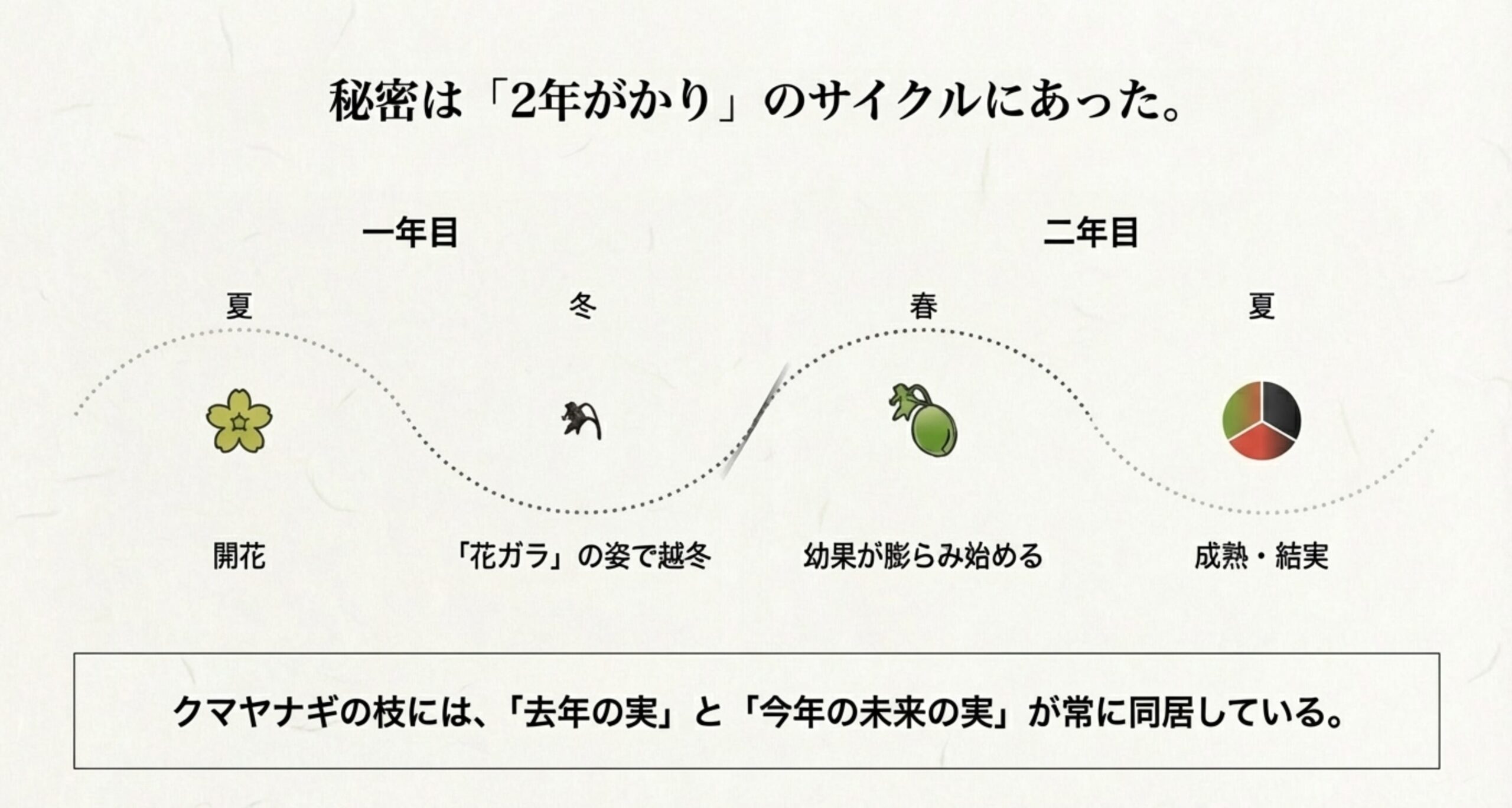 冬の枝についた米粒大の黒い突起（花ガラ）の拡大写真。これが未来の実の赤ちゃんであることを解説。
