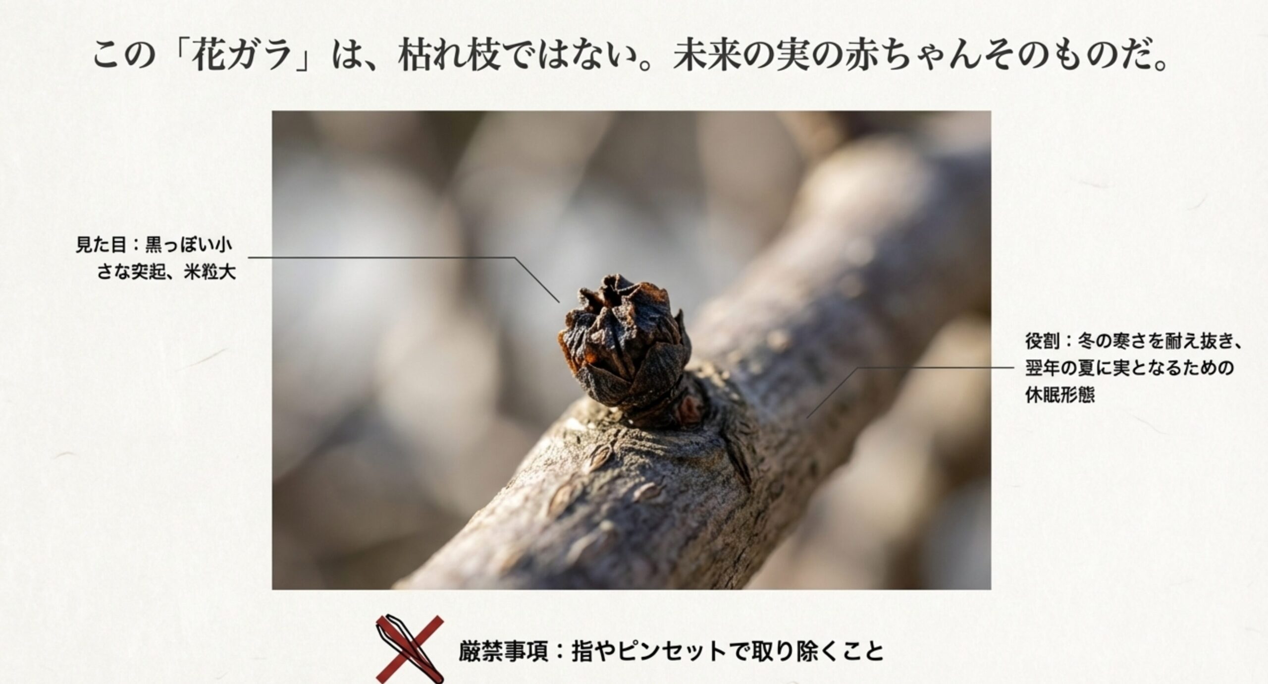 花ガラの数ミリ先で切る正しい剪定位置と、花ガラの根元で切ってしまう誤った剪定位置を比較したイラスト。