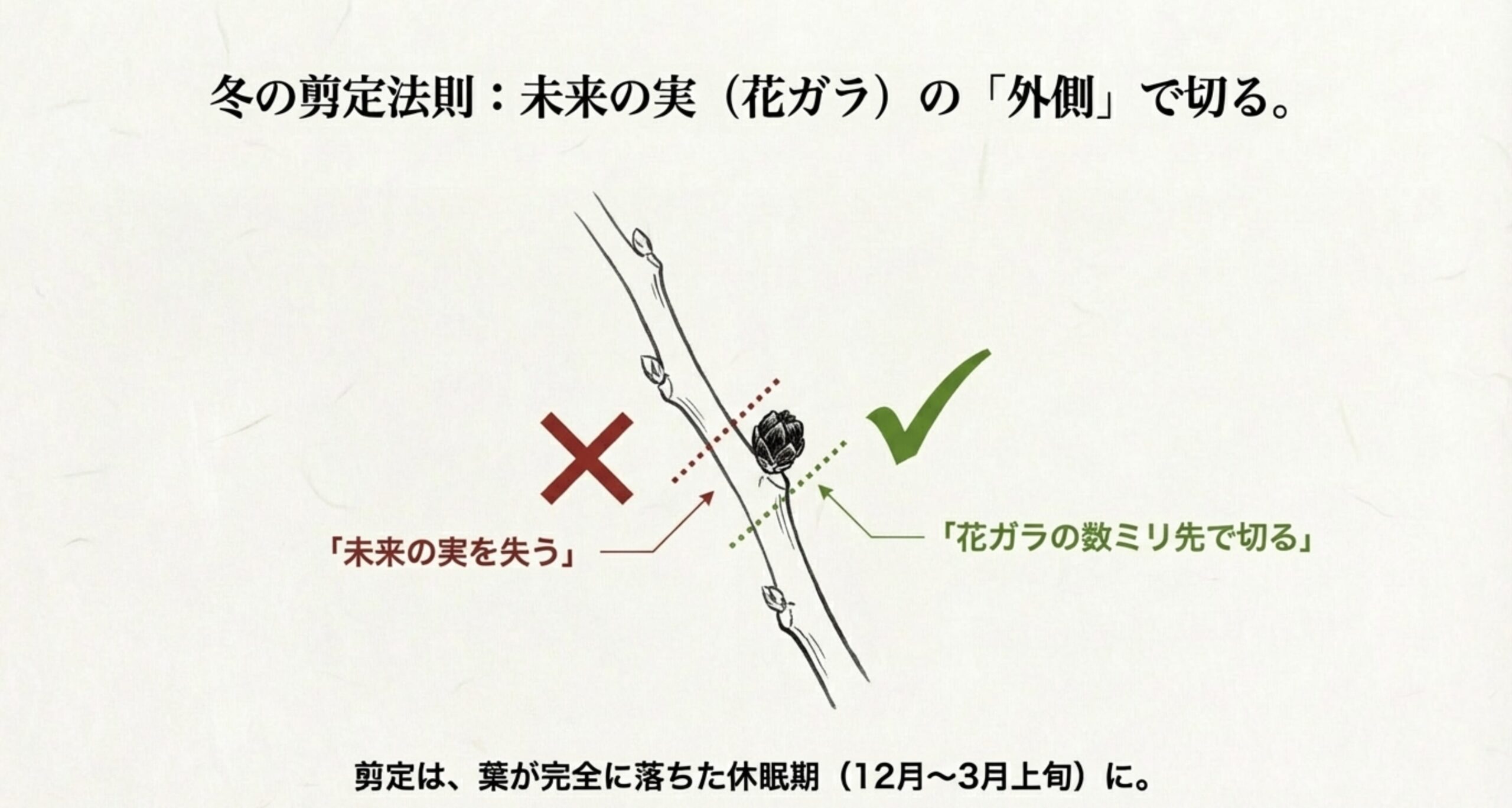 6月までは新梢を摘み、7月以降は来年の実のために蔓を伸ばすという管理の切り替えを説明するイラスト。