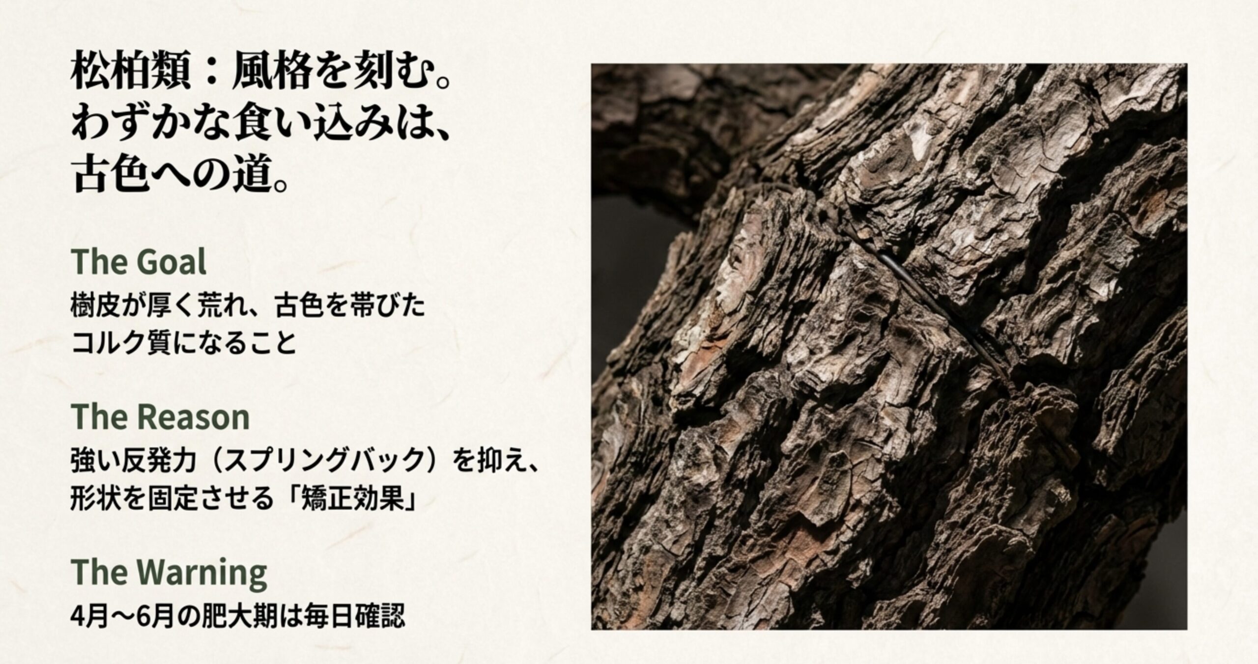 繊細な枝を持つ雑木の画像。螺旋状の傷を防ぐため、爆発的な肥大成長に警戒し「食い込む前に外す」という黄金律を解説したスライド。