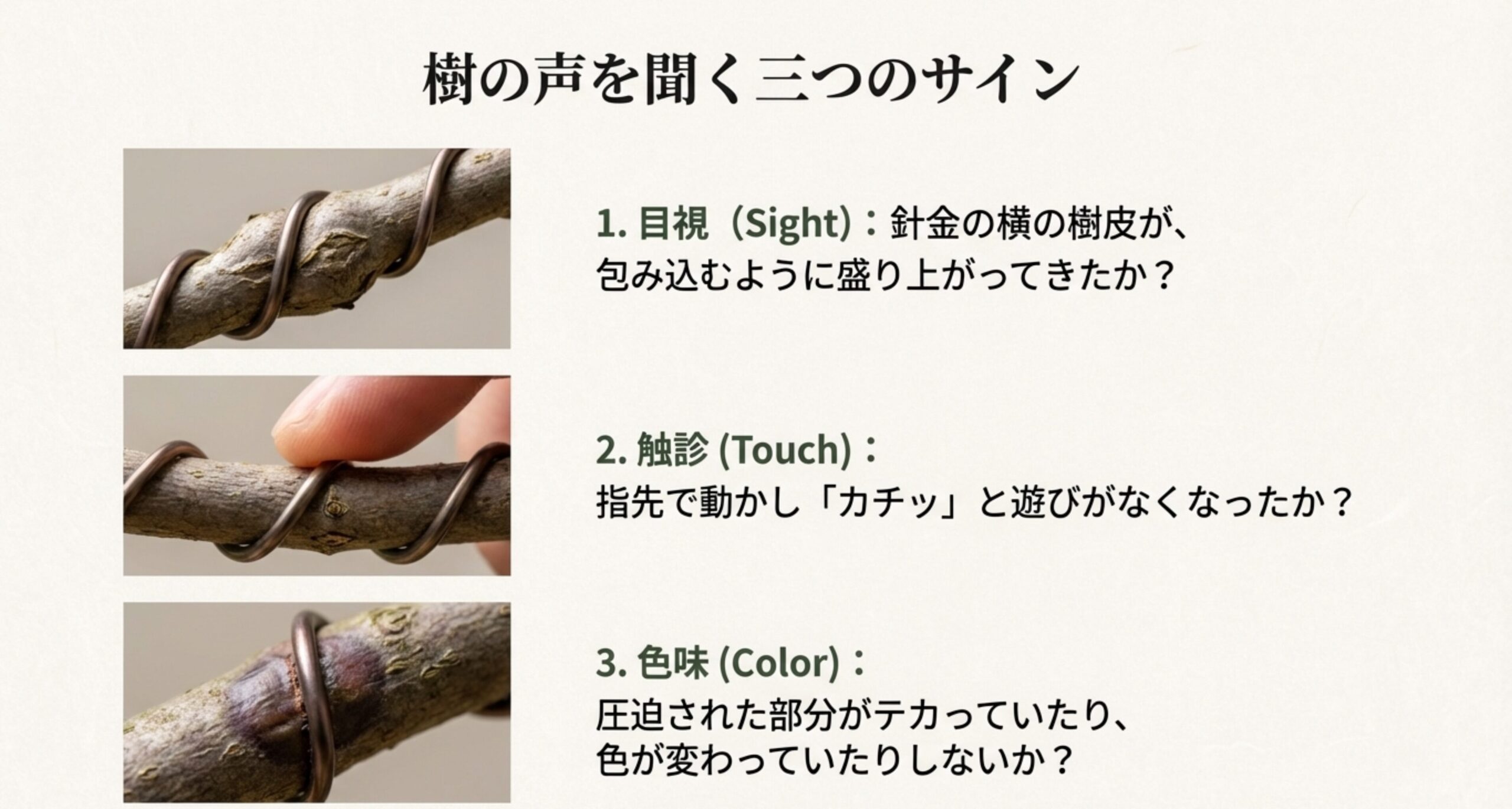 針金が食い込み始めた枝の3つの接写画像。盛り上がり（目視）、遊びの消失（触診）、変色やテカリ（色味）という具体的なチェックポイントをまとめたスライド。