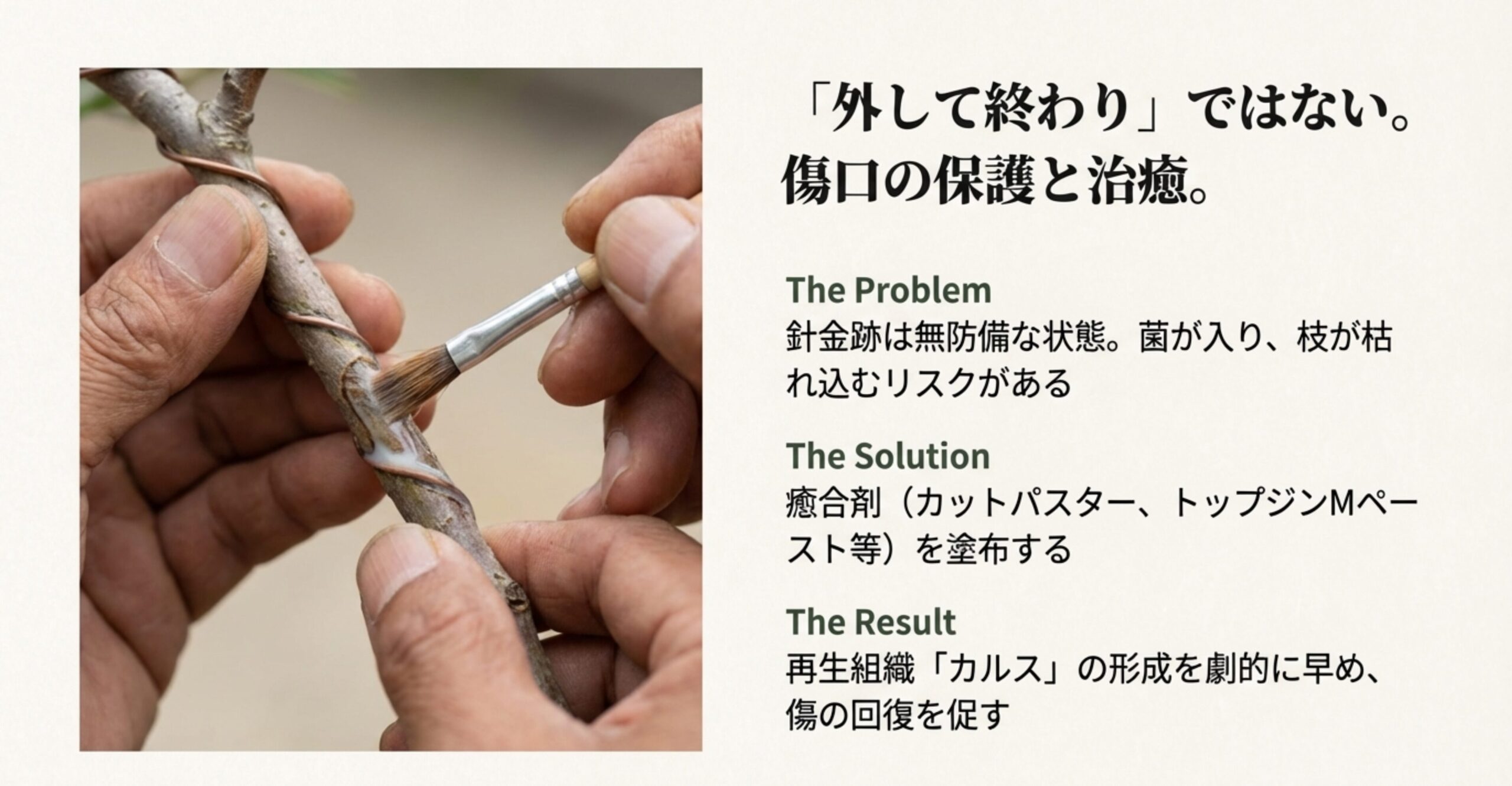 針金跡に筆で癒合剤を塗っている様子。無防備な傷口からの菌の侵入や枯れ込みを防ぎ、再生組織「カルス」の形成を早めるためのケアを解説したスライド。
