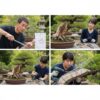 盆栽の太い幹を曲げる！時期と失敗しないプロの技法を徹底解説
