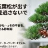 枯れかけた五葉松の盆栽と救済プランのタイトルスライド