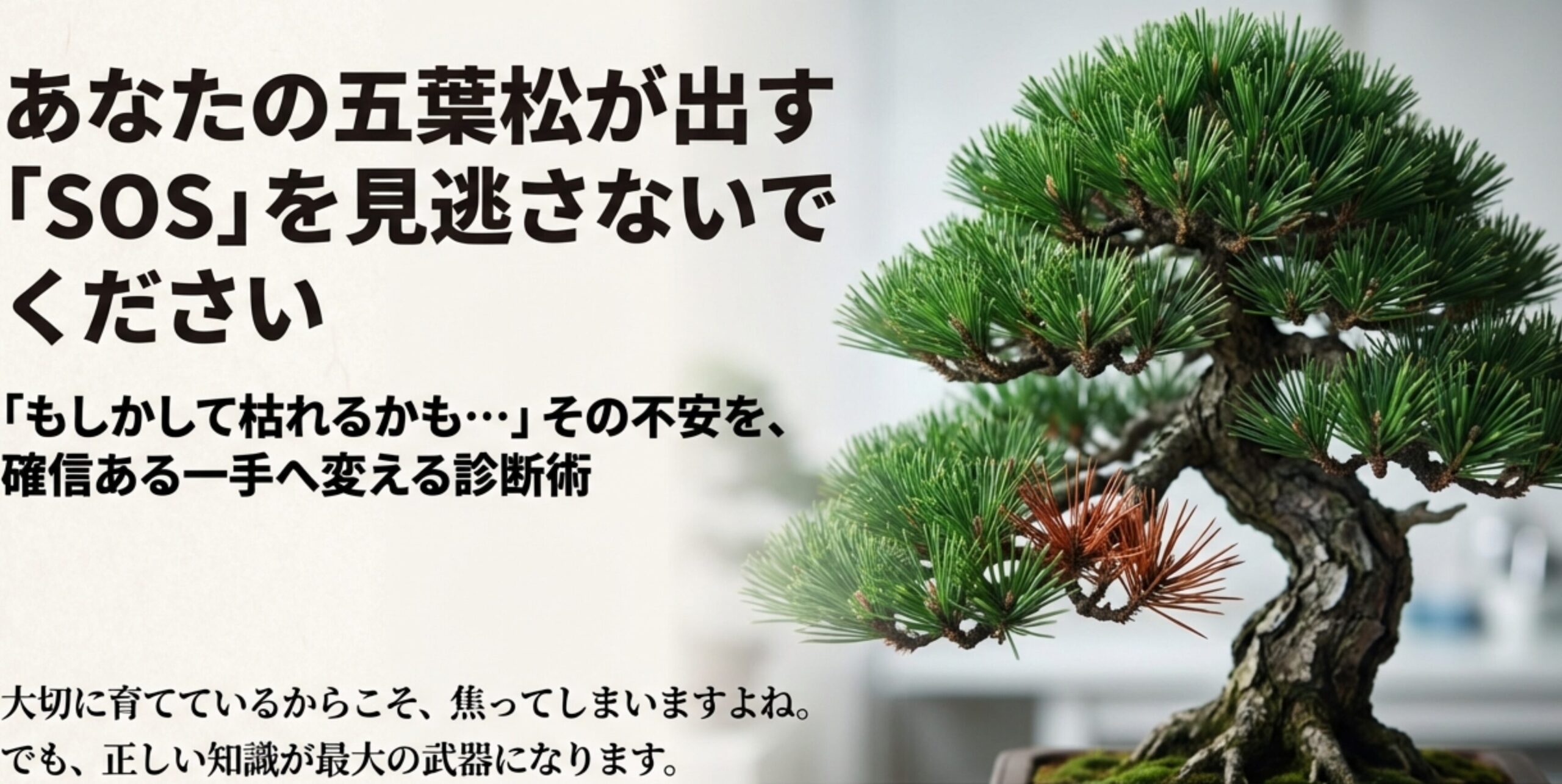 枯れかけた五葉松の盆栽と救済プランのタイトルスライド
