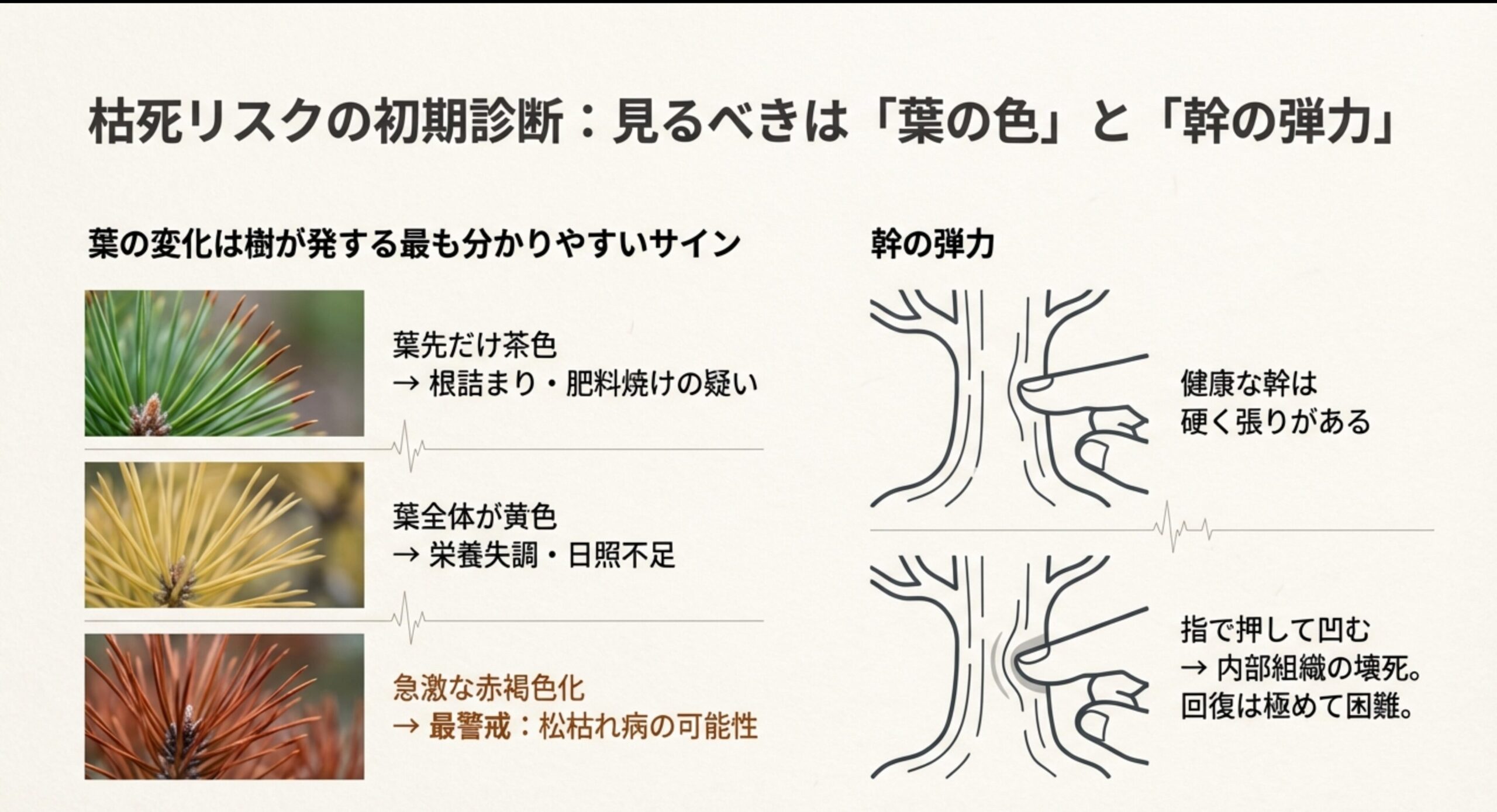 五葉松の健康状態をチェックするための葉の色と幹の弾力のイラスト