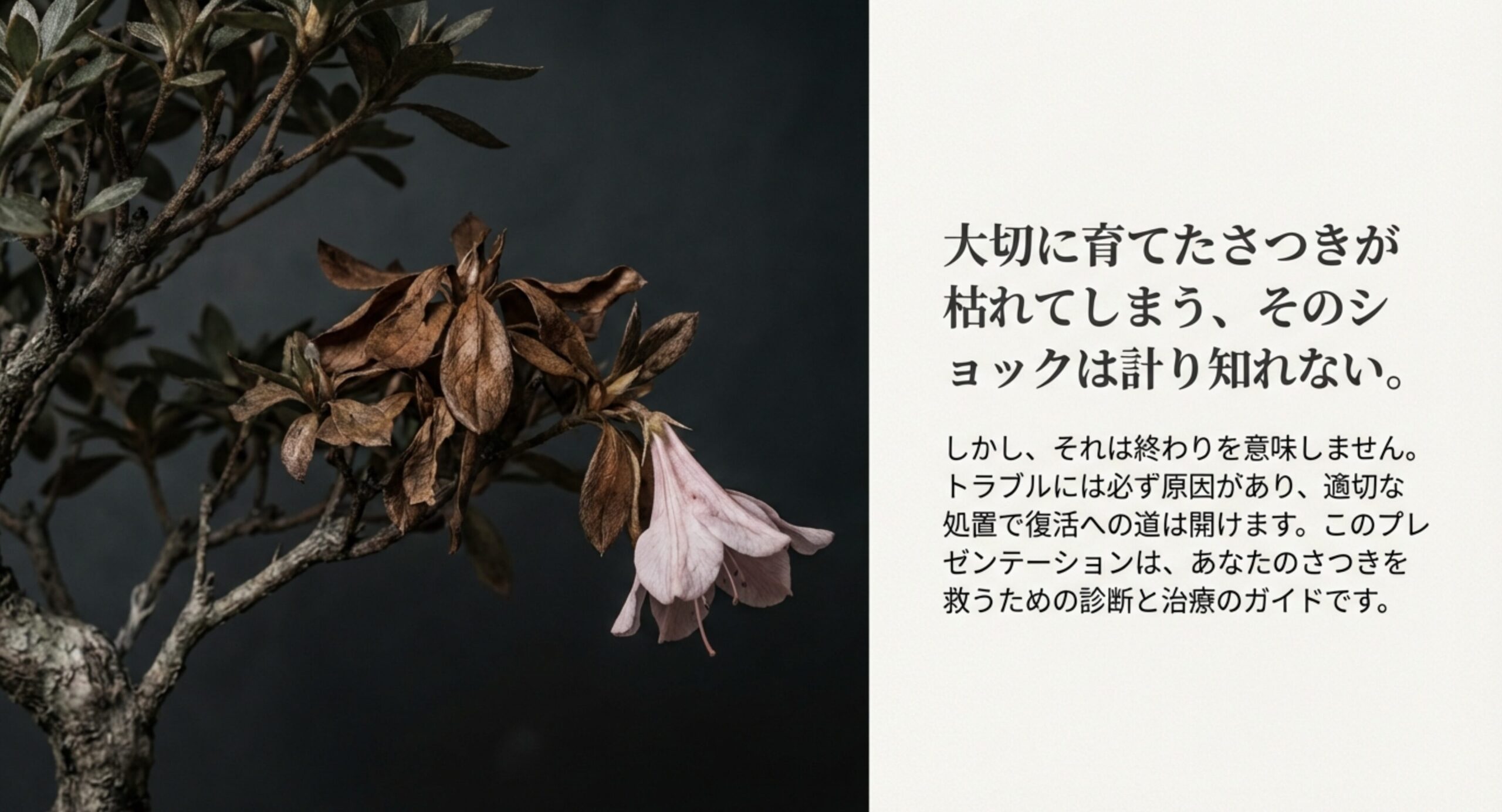 水切れ、根腐れ、冬の乾燥、夏の強光、害虫、土の劣化という、さつきが枯れる5つの主な原因をイラストと共に解説するスライド画像。