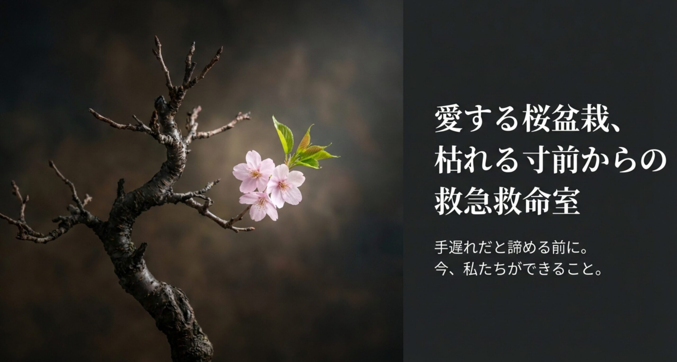 「愛する桜盆栽、枯れる寸前からの救急救命室」というタイトルの、桜のイラストが描かれた表紙スライド。