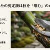 剪定鋏が太い枝を噛んでしまい、樹液が漏れ出している写真。「なぜ、枝を『噛む』のか？」という問いかけと共に、それが植物に「挫創」のような傷を残すサインであることを説明するスライド。