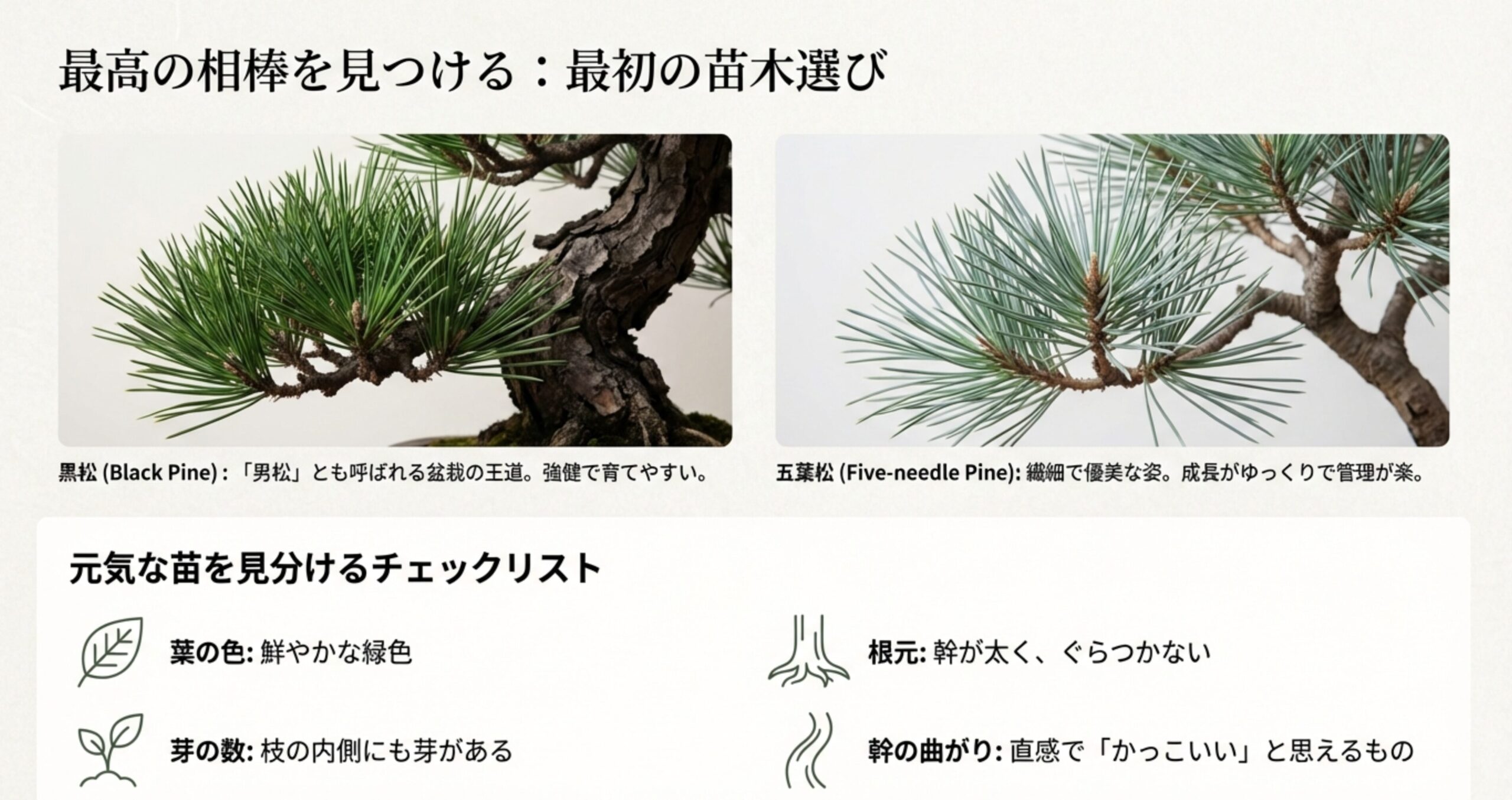 黒松と五葉松の特徴比較と、葉の色や根元をチェックする苗選びのポイントをまとめたスライド 。
