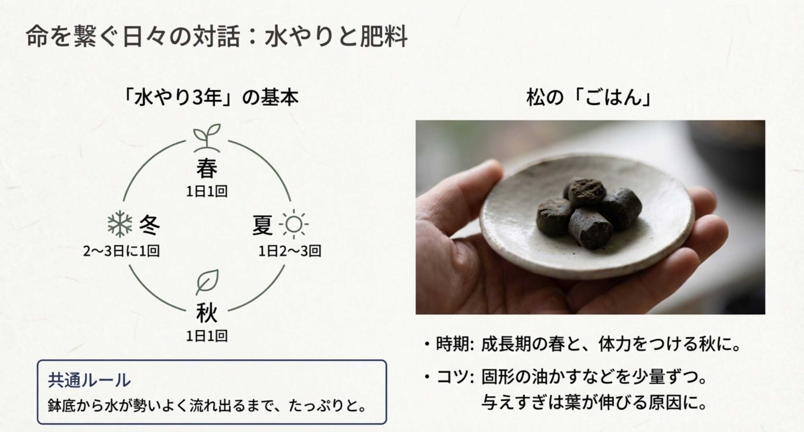 春夏秋冬それぞれの水やり回数を示す円グラフと、たっぷりと水を与える基本ルールをまとめたスライド 。