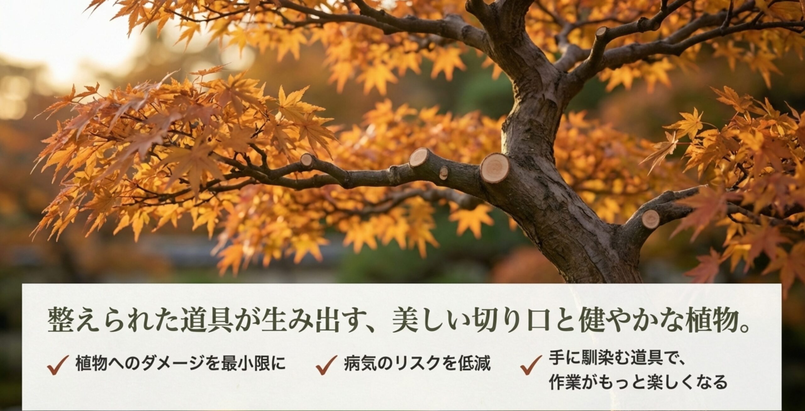 きれいな切り口の植物の写真。適切なメンテナンスによって、植物へのダメージ低減、病気リスクの低下、作業の楽しさが向上することが示されている。