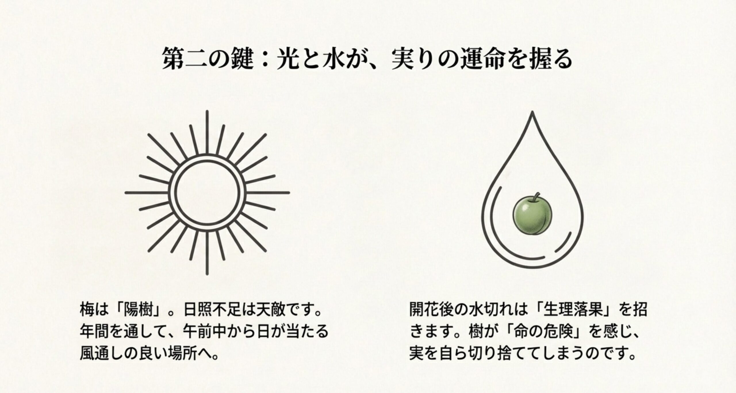 太陽と水滴のアイコン。日照不足の回避と、開花後の水切れが招く「生理落果」への注意を促す内容のスライド。