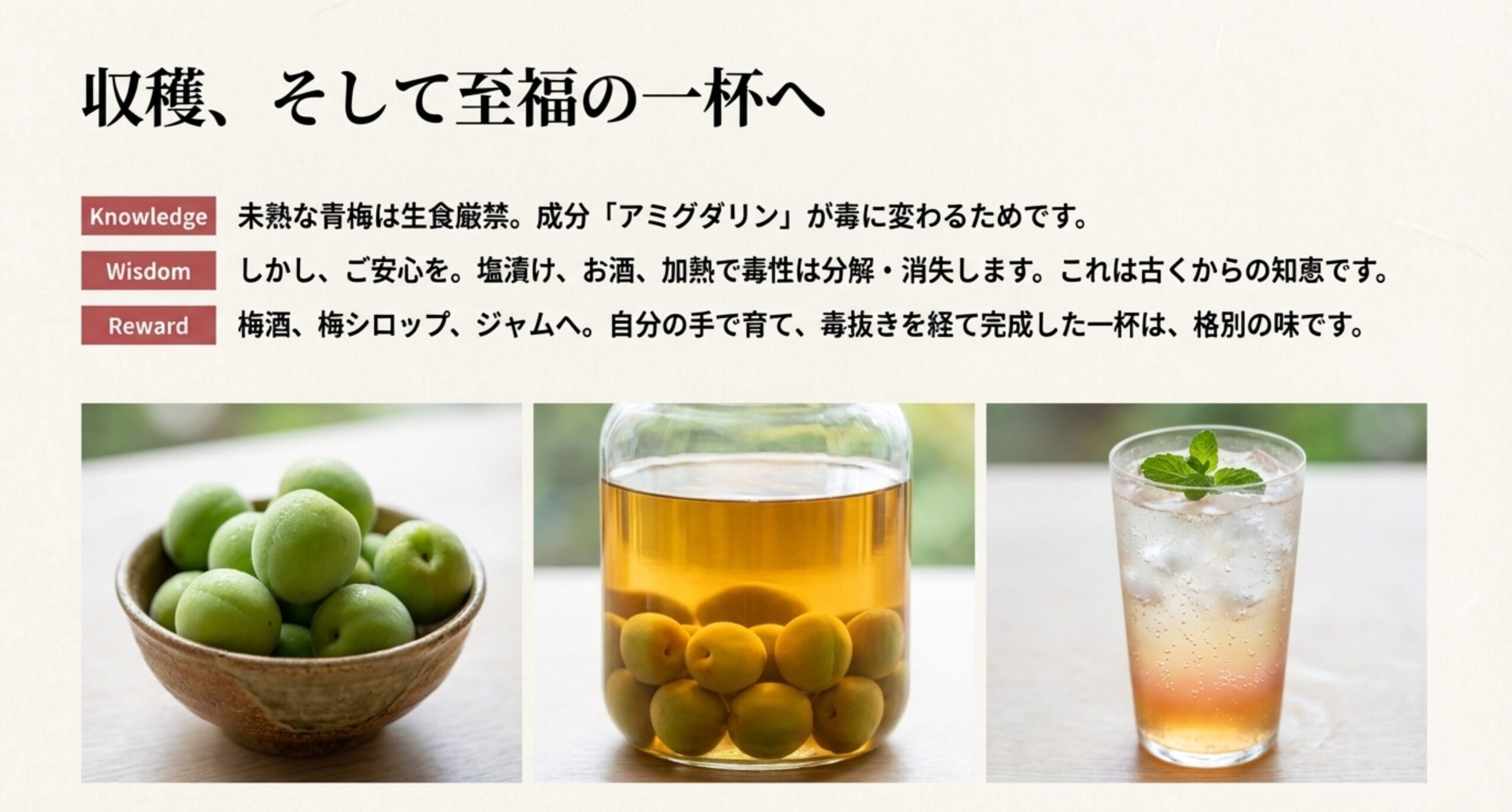 青梅、梅酒、梅シロップのソーダ割りの写真。未熟な実の毒性（アミグダリン）が、加工によって消失することを説明したスライド。