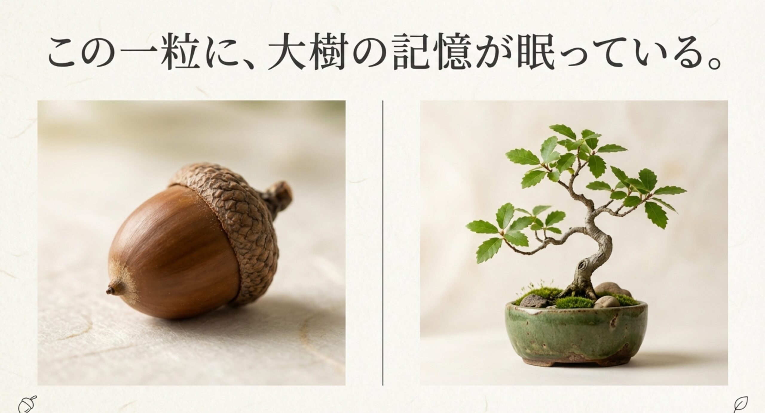 背景にぼんやりと森が見える、どんぐりのクローズアップ。「この一粒に、大樹の記憶が眠っている」というテキスト
