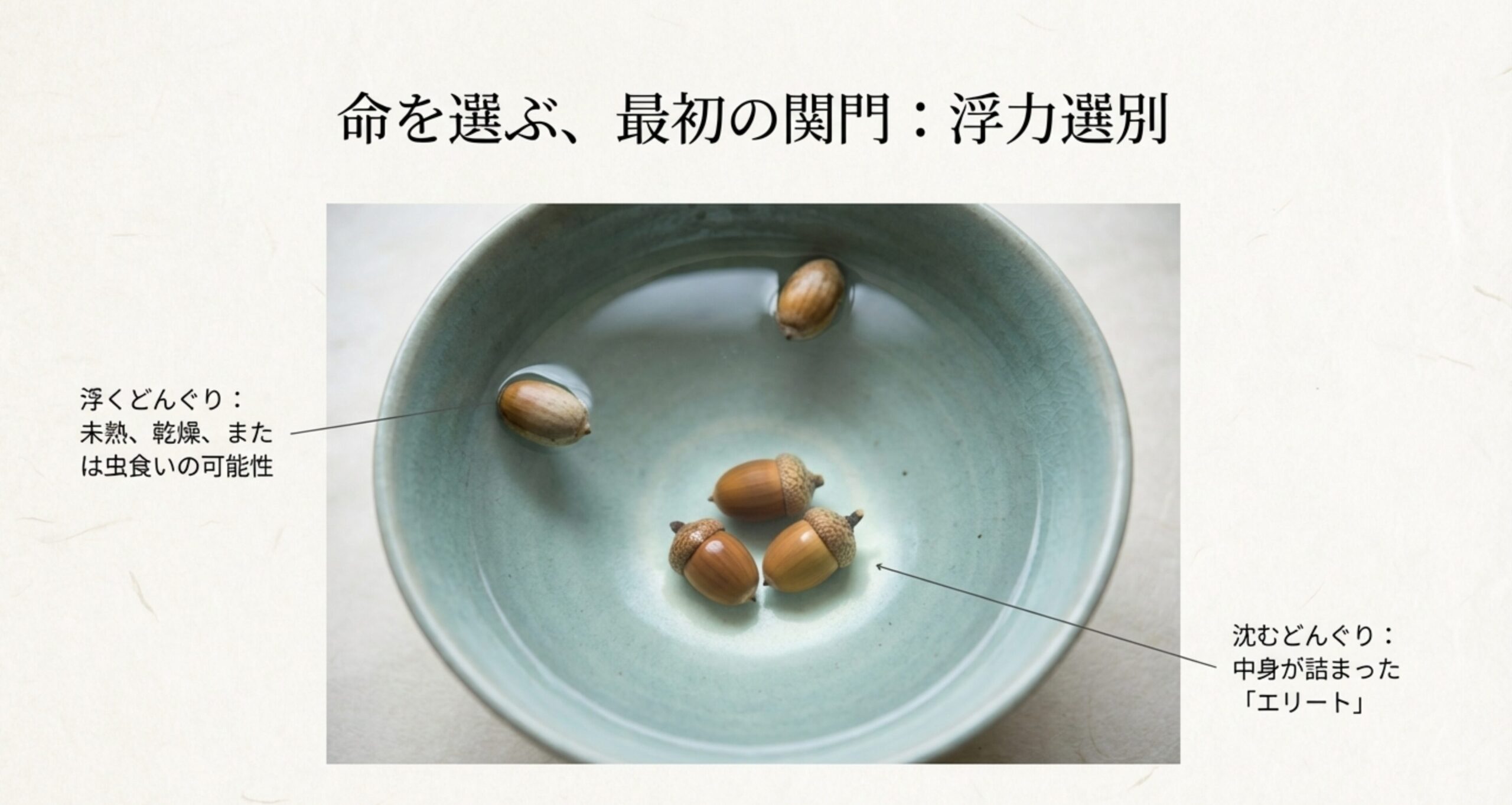 水を張ったボウルの中で、浮いているどんぐりと沈んでいるどんぐりの比較。「浮く：未熟・虫食い」「沈む：中身が詰まったエリート」という解説。