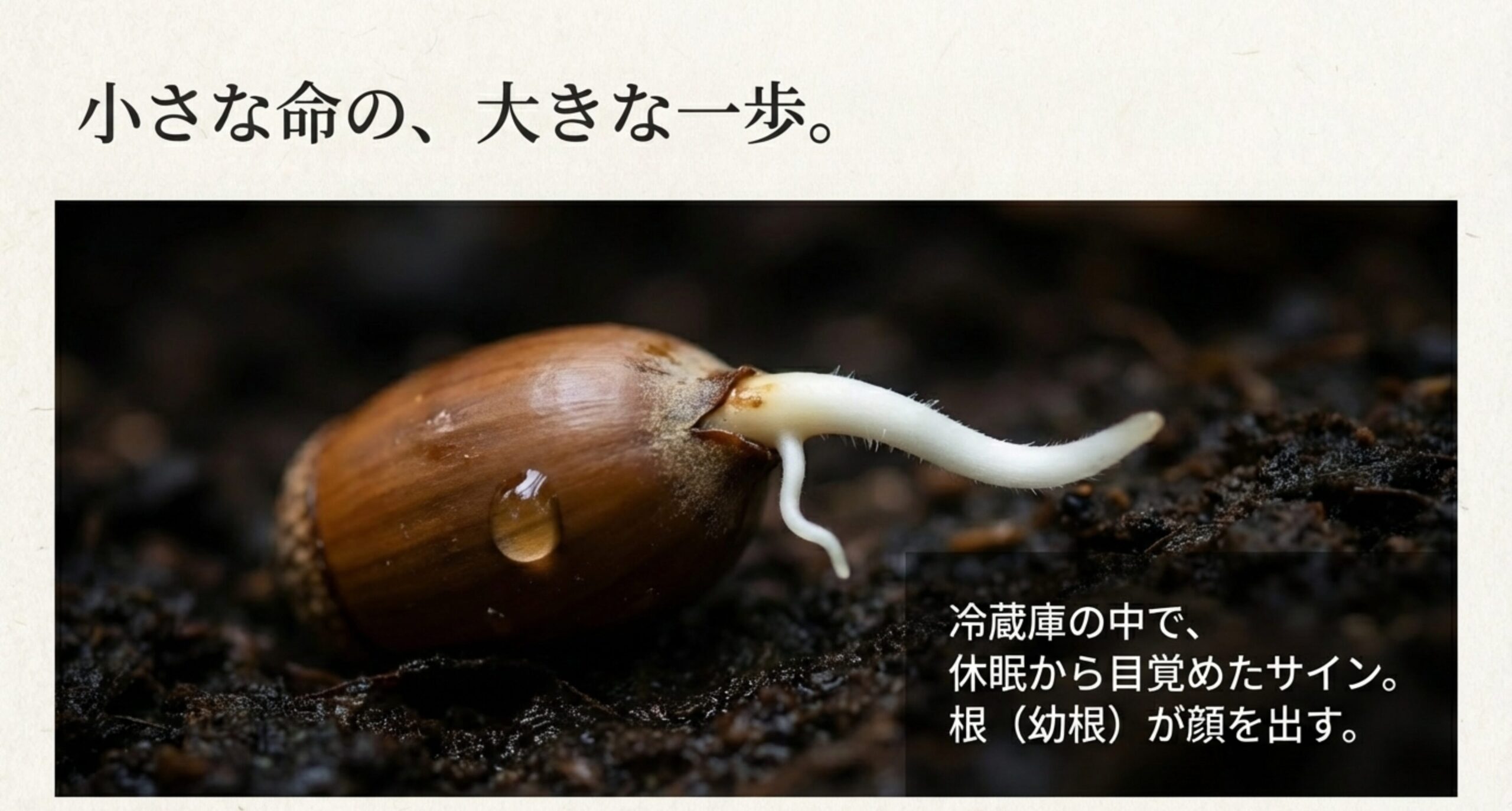 冷蔵庫の中で保管されていたどんぐりから、小さな根（幼根）が顔を出している様子のテキスト解説。
