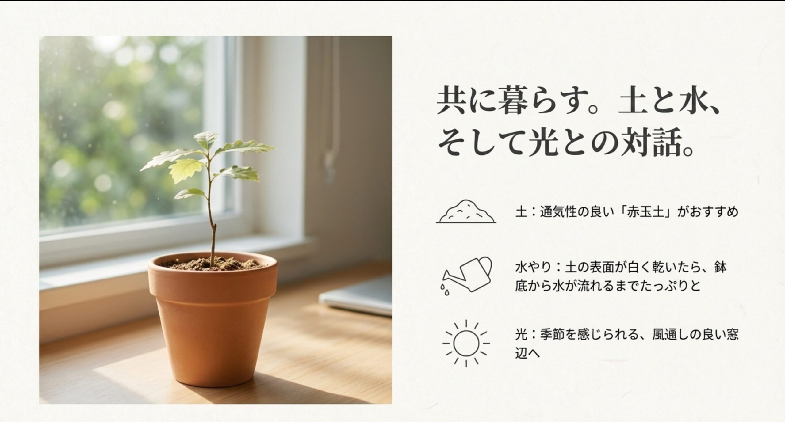 窓辺に置かれた鉢植えのどんぐり盆栽の写真。赤玉土の使用、たっぷりの水やり、風通しの良い窓辺での管理についての解説。