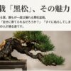 風格ある黒松の盆栽写真とともに、「ミニ盆栽 黒松 その魅力と不安」と書かれた記事のアイキャッチ画像。