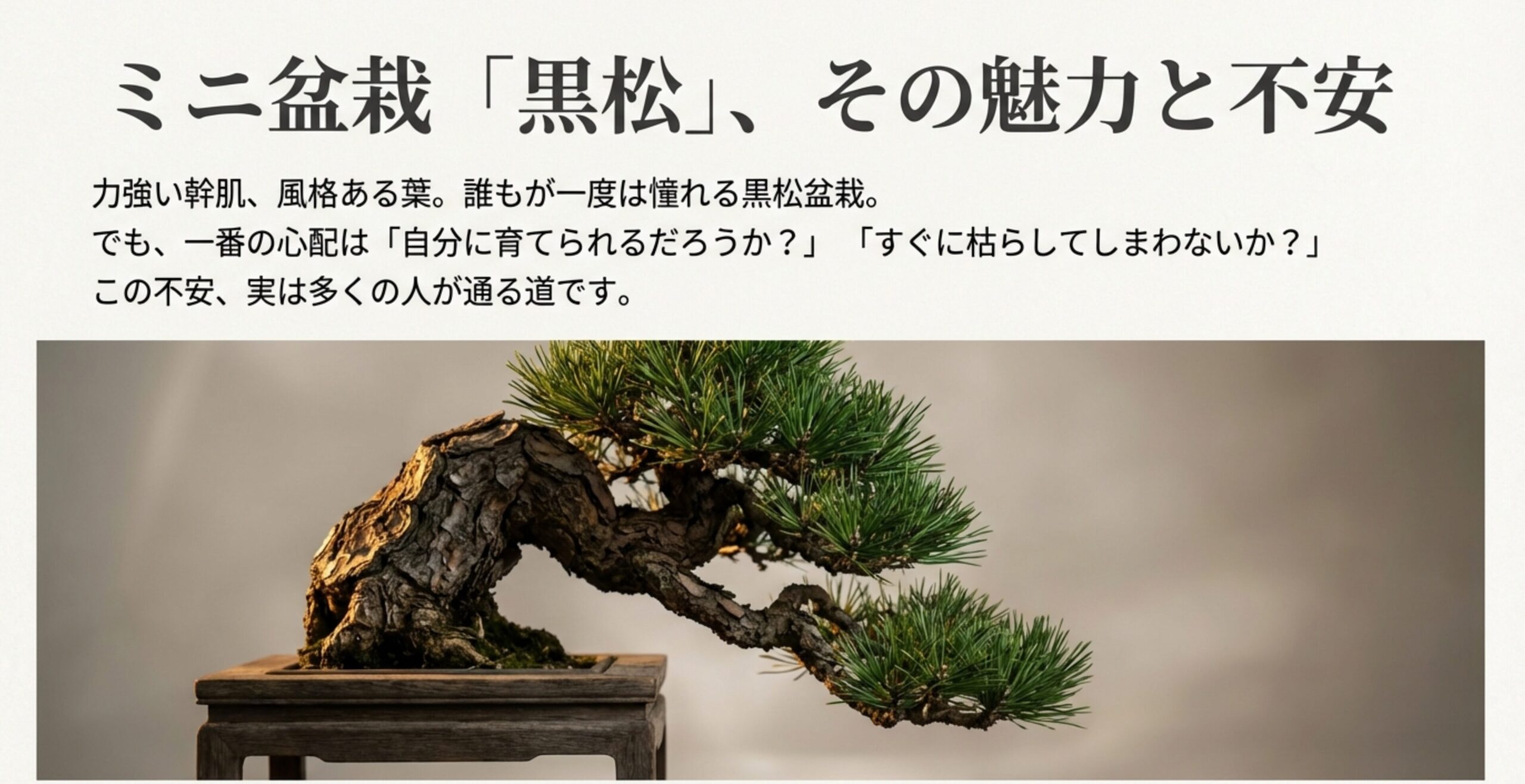 風格ある黒松の盆栽写真とともに、「ミニ盆栽 黒松 その魅力と不安」と書かれた記事のアイキャッチ画像。