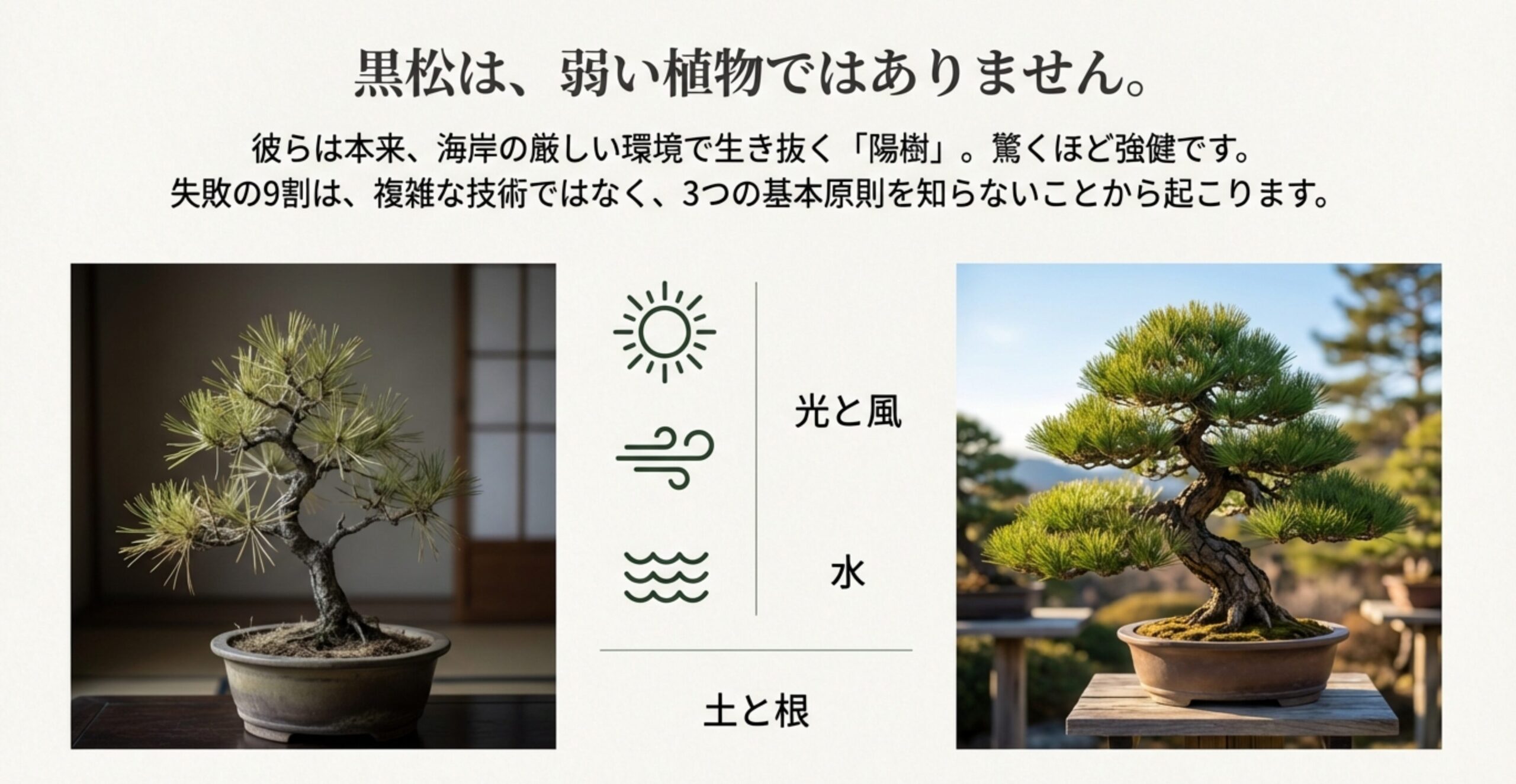 黒松は強健な陽樹であることと、大切にすべき3つの原則（光と風、土と根、水）をまとめた図解。