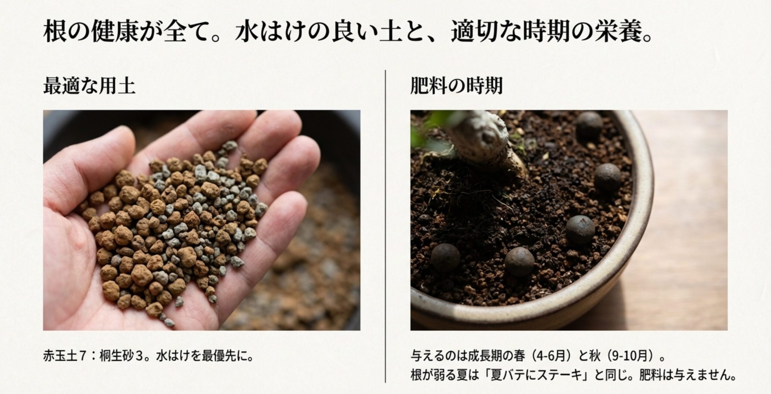 赤玉土と桐生砂を混ぜた用土の写真と、肥料を与えるべき成長期（春秋）と与えてはいけない夏を説明した画像。