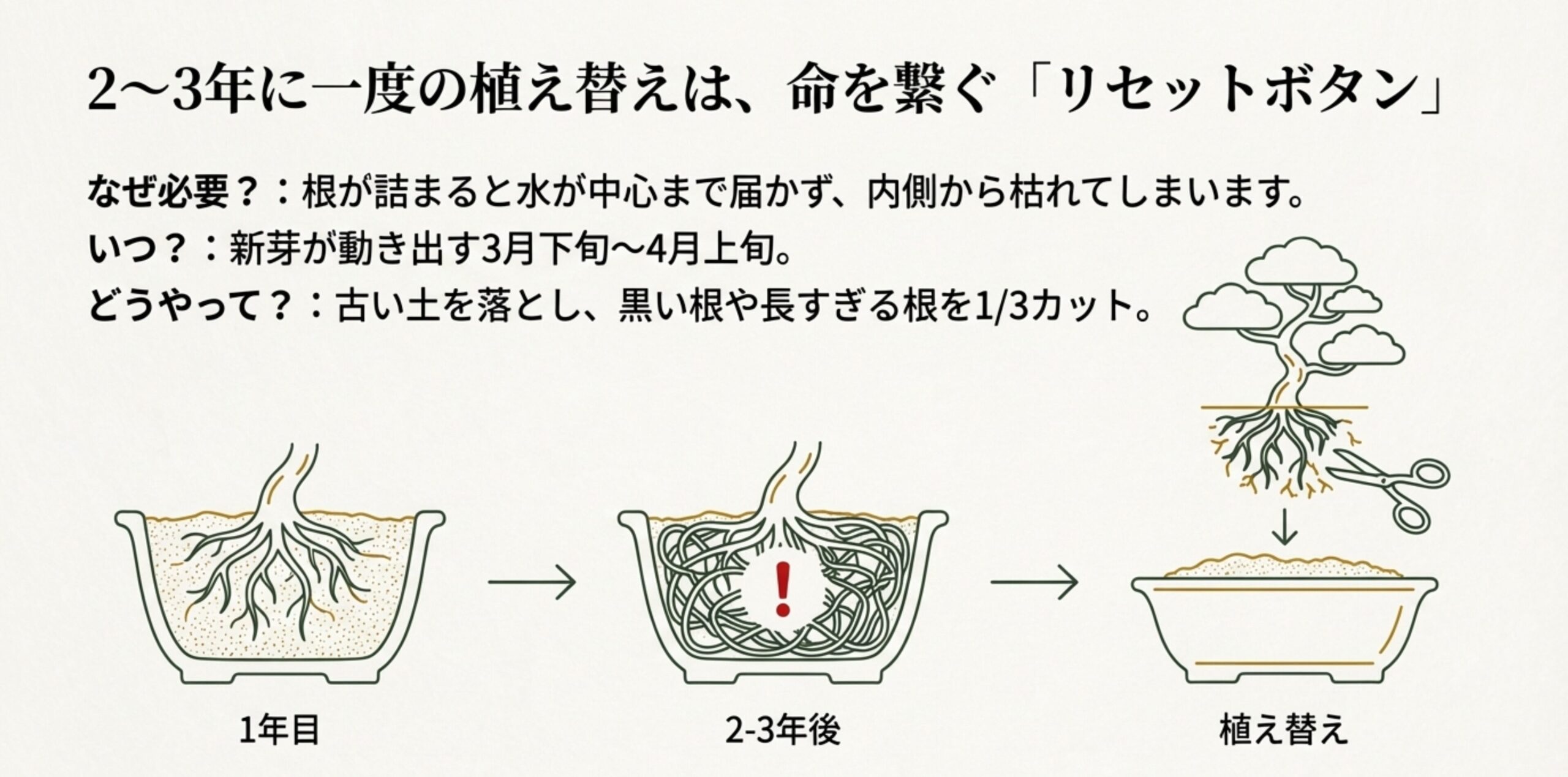 鉢の中で根が回る様子と、植え替えで根を3分の1カットしてリセットする工程を描いたイラスト。