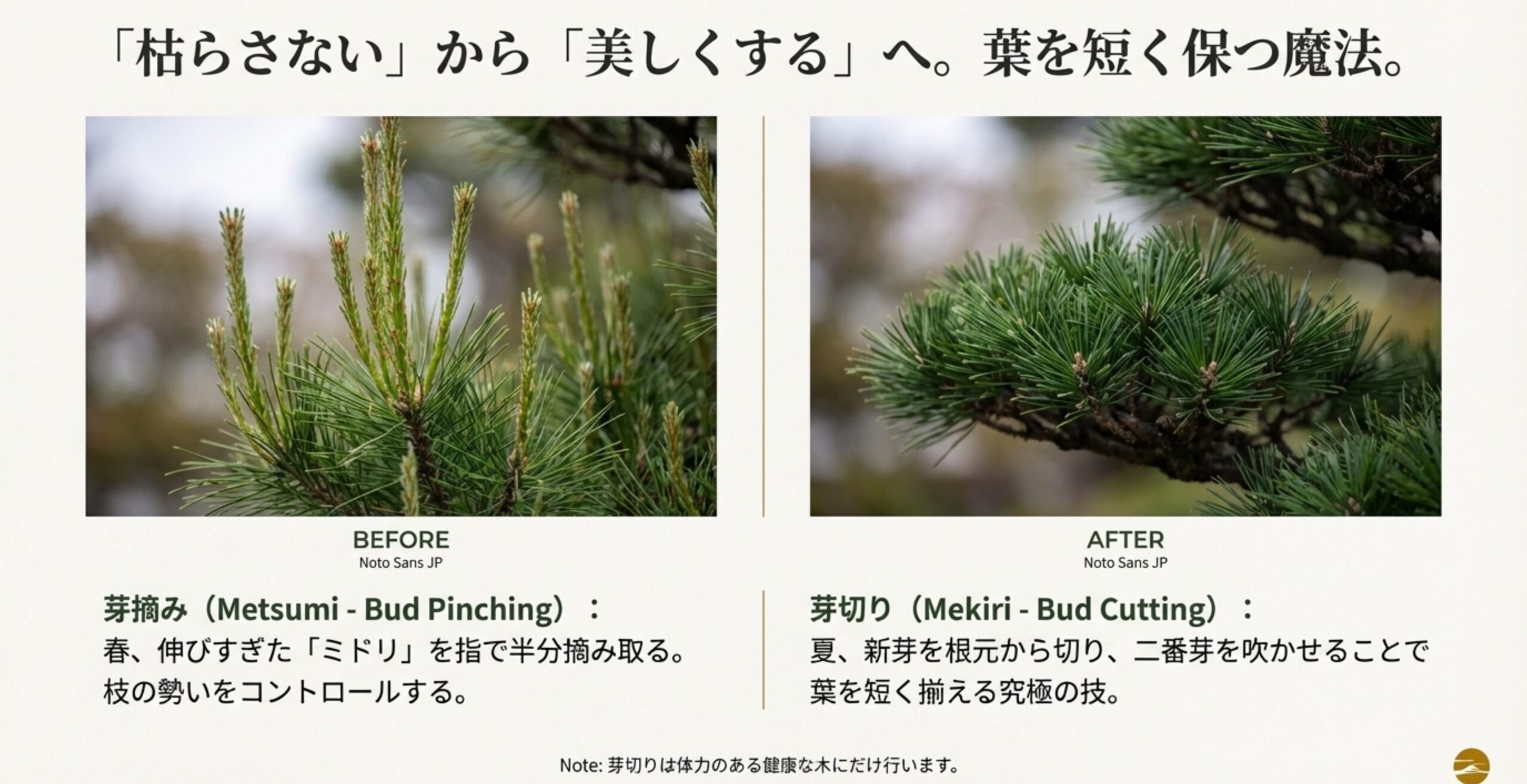 春の芽摘み（ミドリ摘み）と夏の芽切り（短葉法）のBefore/After写真と、それぞれの役割の解説。