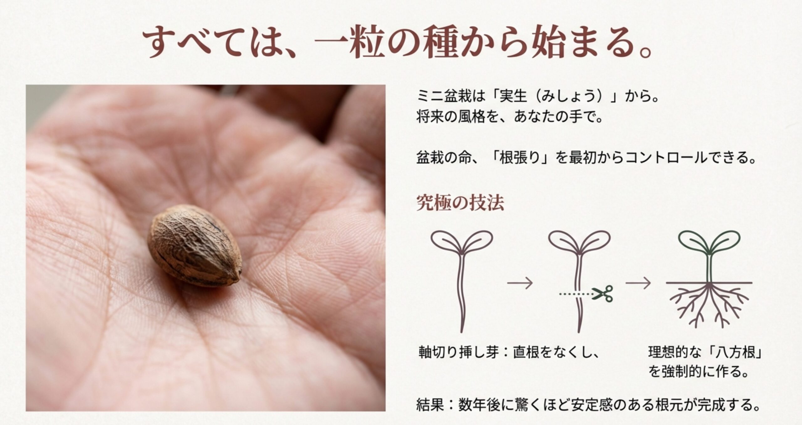 赤松の種と、幼苗の直根をカットして八方根を促す軸切り挿し芽の工程図。