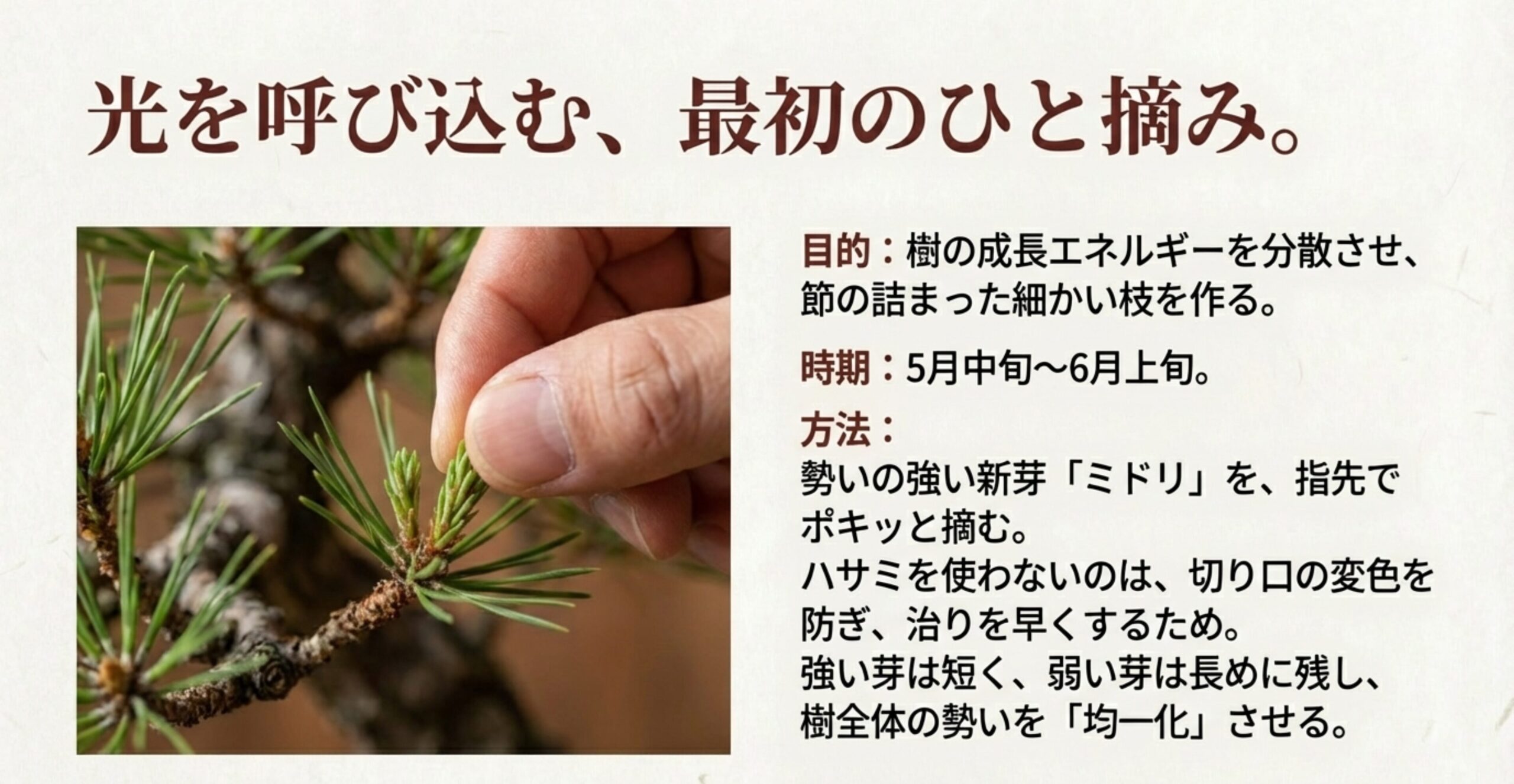 5〜6月に勢いの強い新芽（ミドリ）を指先で摘み取り、枝の勢いを均一化させる作業。