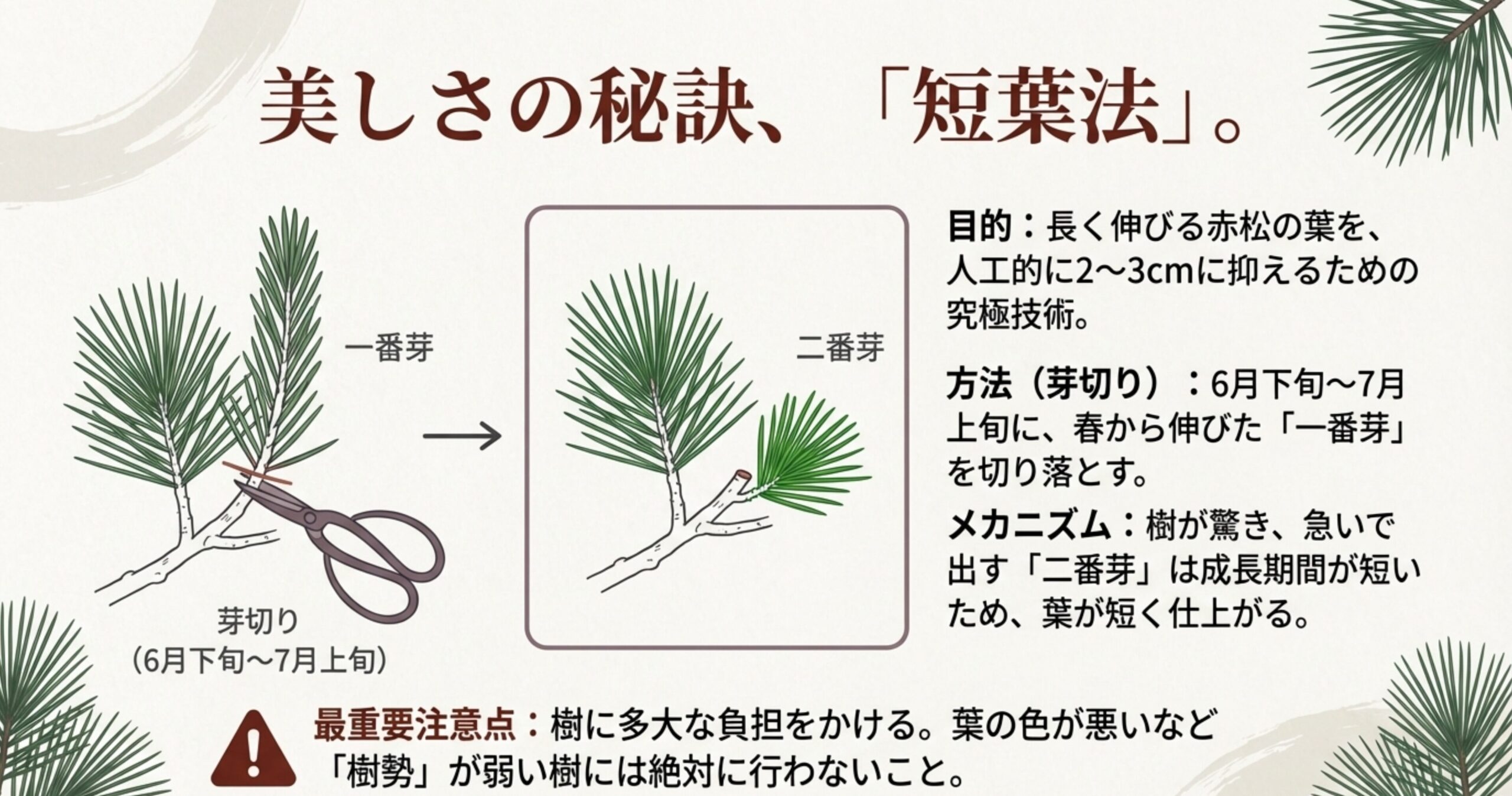一番芽を切り落とし、二番芽を出させることで葉の長さを $2 \sim 3 \text{cm}$ に抑える手法。