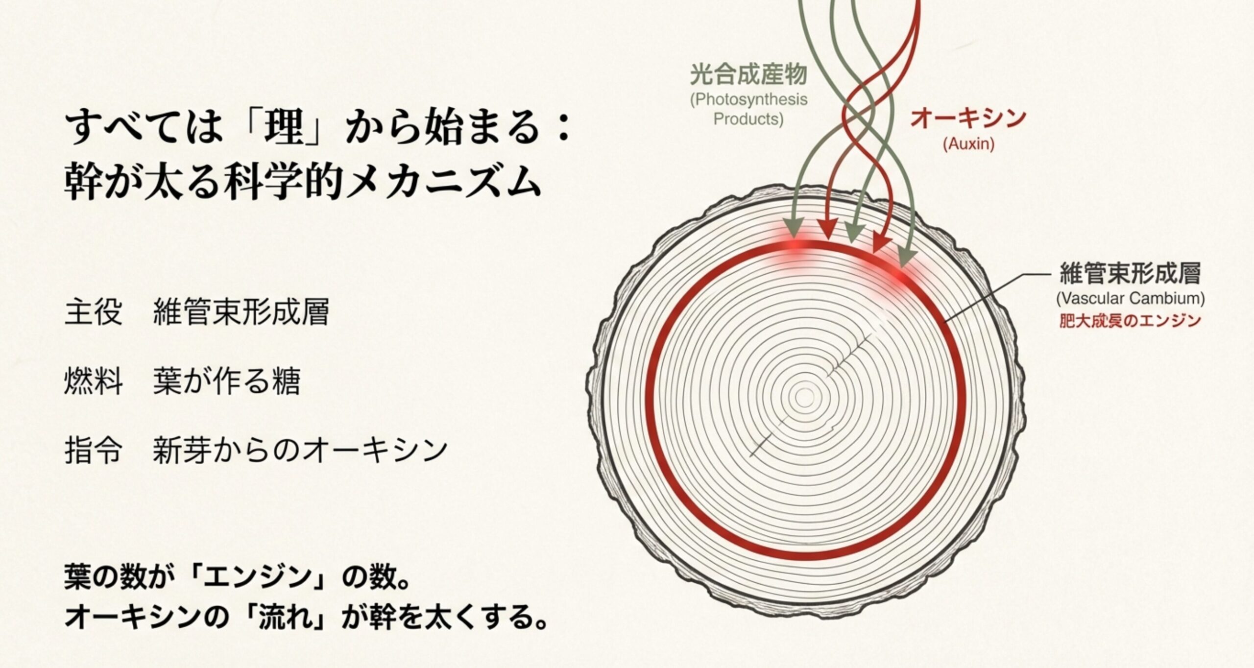 樹木の断面図。葉で作られた糖（光合成産物）と新芽からのオーキシンが維管束形成層に届き、細胞分裂を促して幹が太くなる仕組みの図解。