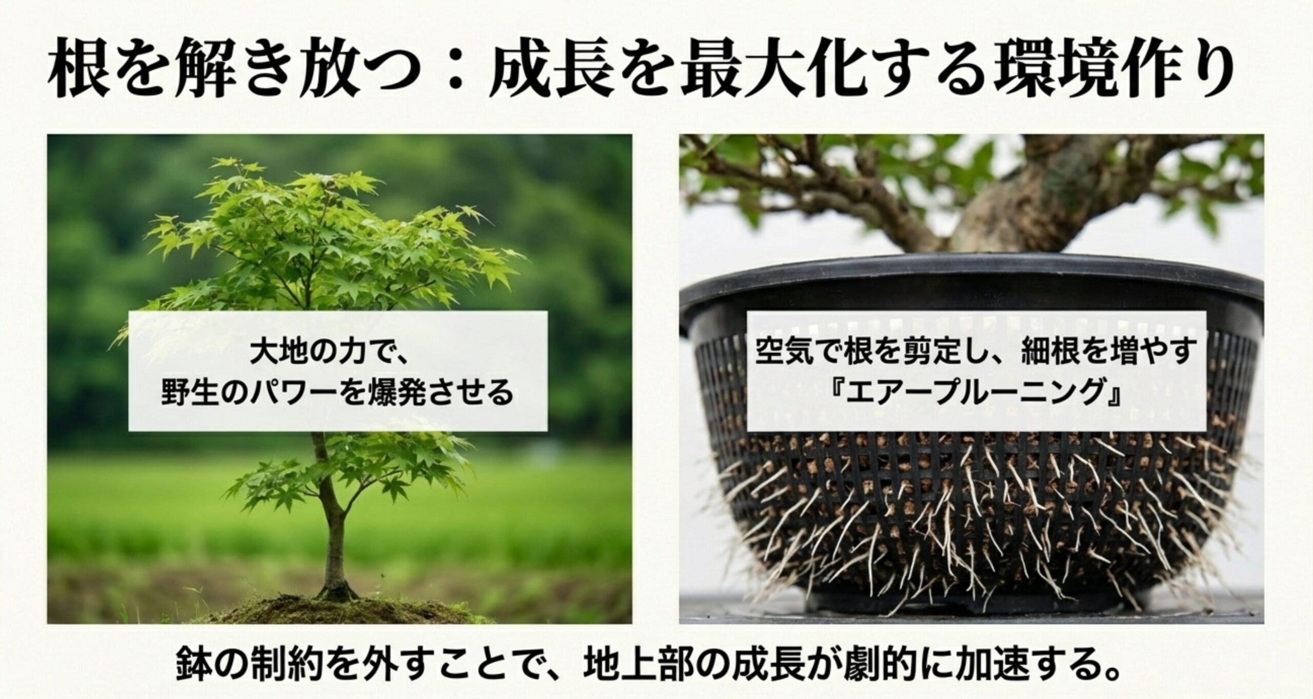 広大な大地で育つもみじと、ザル培養によって細根が爆発的に増える「エアープルーニング（空気剪定）」の効果を解説した画像。