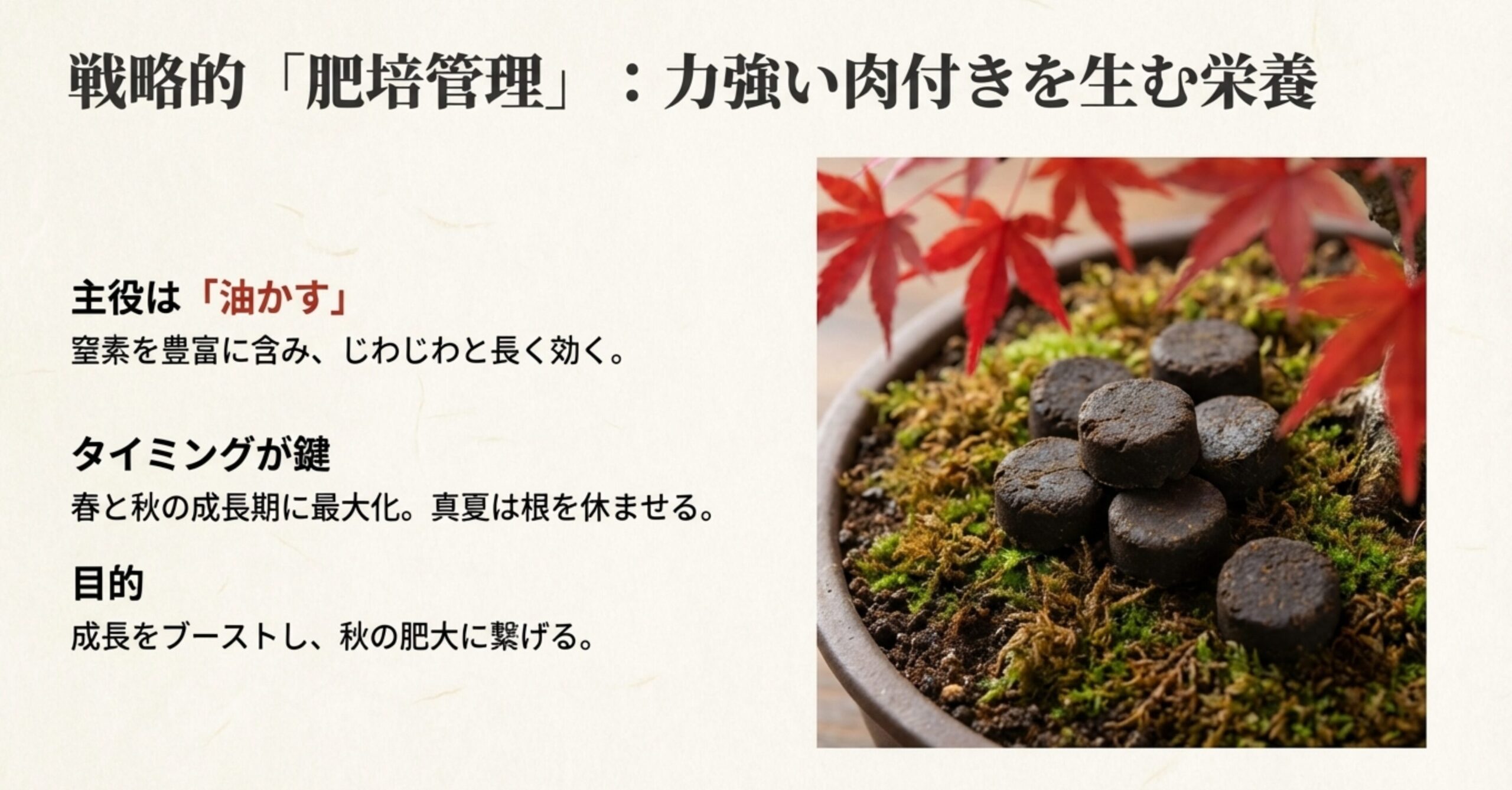 盆栽の土の上に置かれた固形の油かす肥料。窒素を豊富に含み、成長期にじわじわと効いて秋の肥大に繋げる様子。