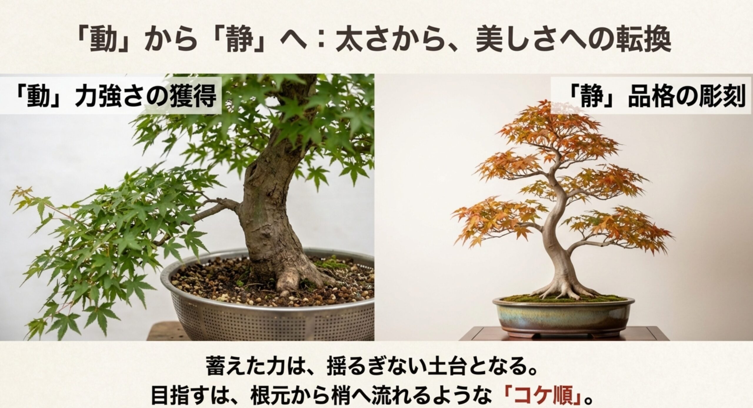 荒々しく太らせている「動」の状態の盆栽と、美しく整えられた「静」の状態の盆栽を比較し、美しさへの転換を表現した画像。