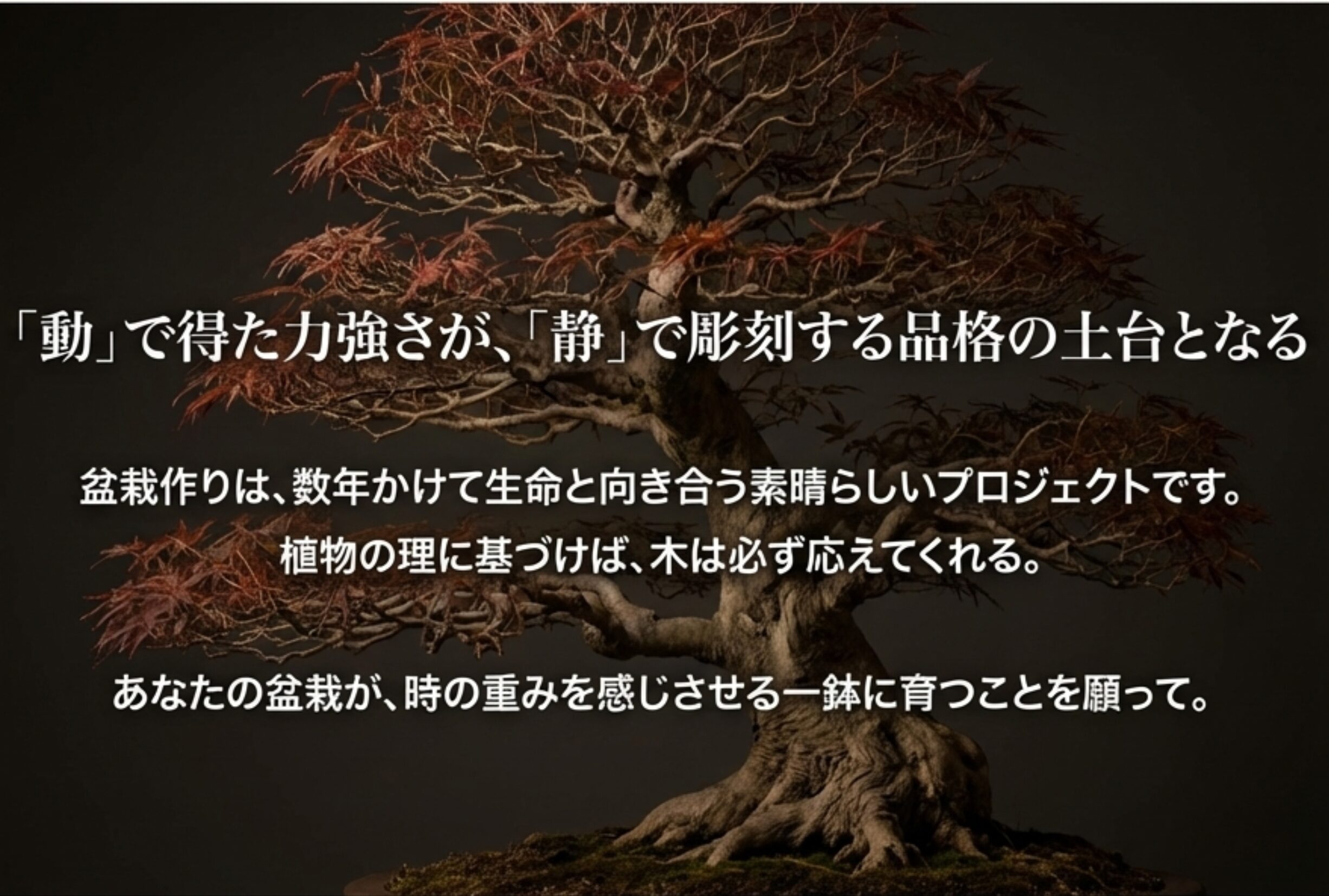 「動」で得た力が「静」の品格を支えるというメッセージ。盆栽作りが数年かけて生命と向き合う素晴らしいプロジェクトであることを象徴する画像。