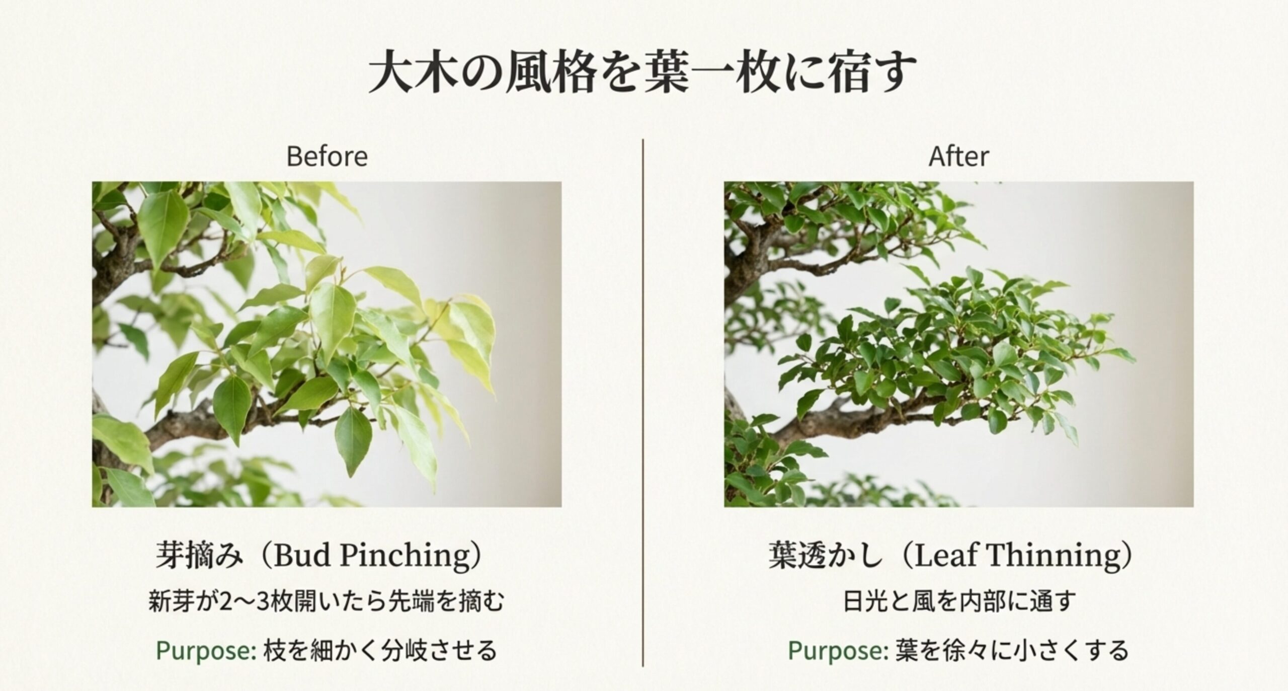 クスノキの葉を小さくし、枝を細かく分岐させるための「芽摘み」と「葉透かし」の解説スライド。作業前後の葉の密集度の変化を示す比較写真。