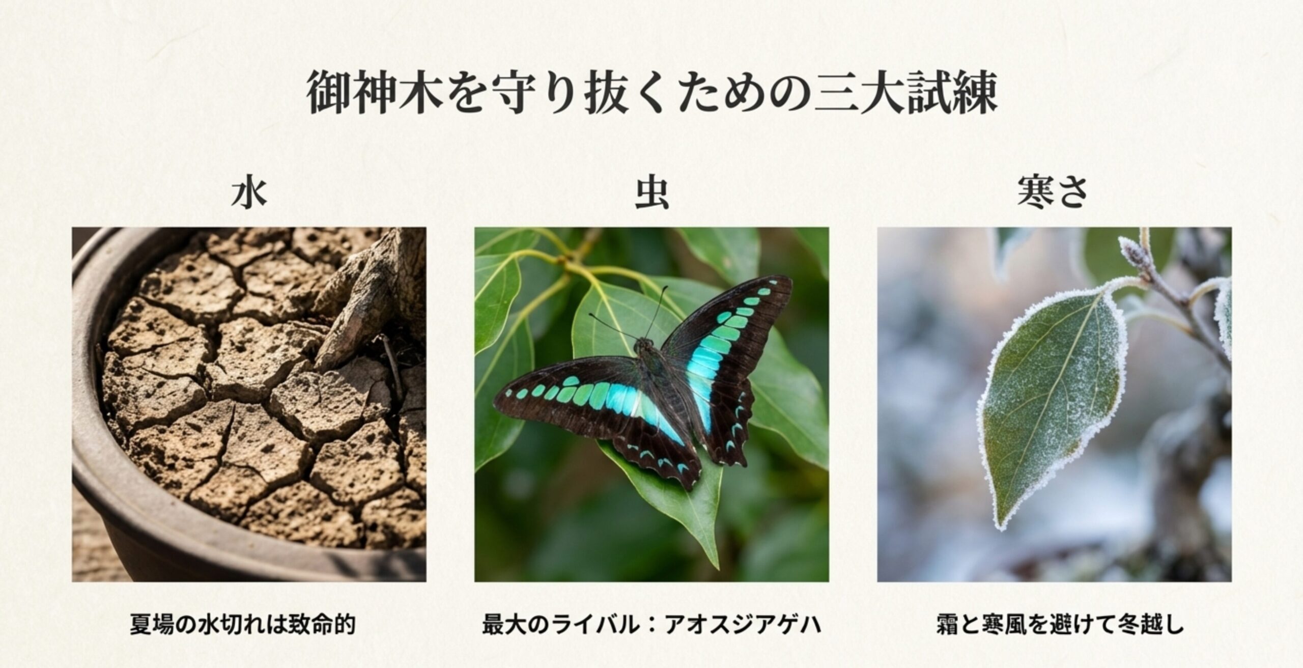夏場の水切れ、アオスジアゲハの幼虫、冬の霜と寒風という、クスノキを育てる上で注意すべき3つのリスクを写真付きで解説したスライド。
