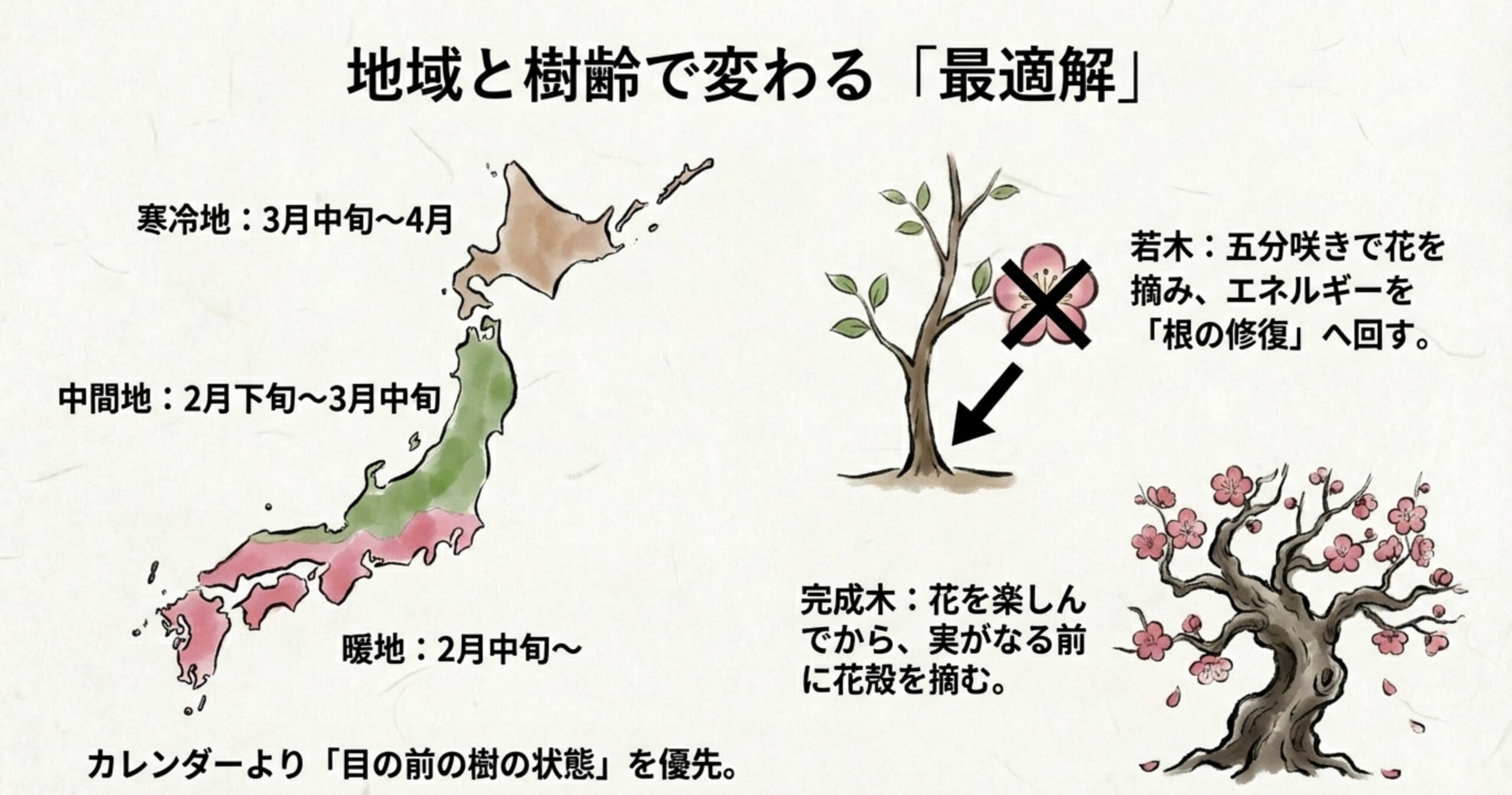 左側に「若木」のイラスト（五分咲きで花を摘み、エネルギーを根の修復に回す解説）、右側に「完成木」のイラスト（花を楽しんでから花殻を摘む解説）が並んだ比較図。