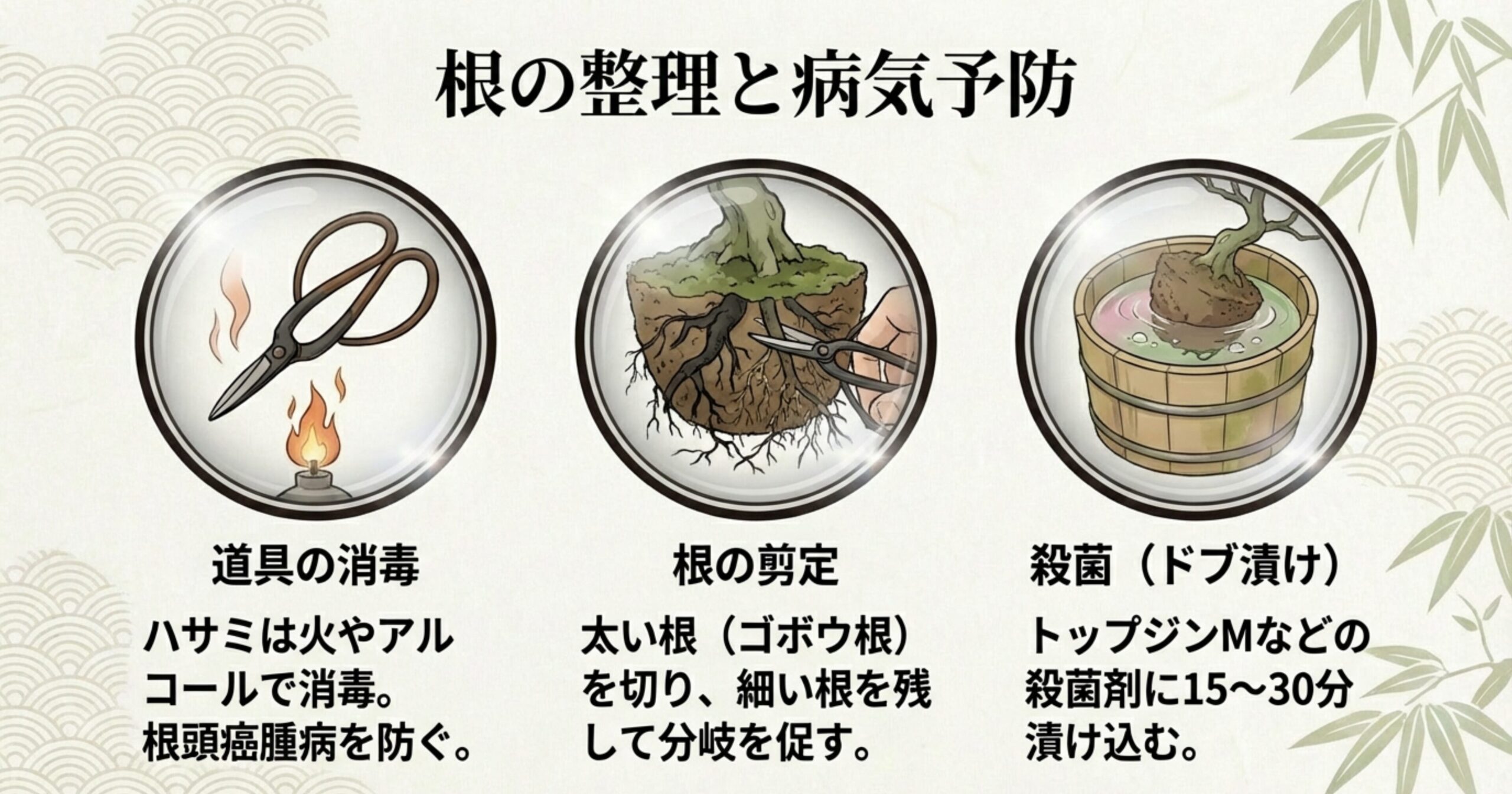 火で消毒されるハサミ、太い根を剪定する様子、殺菌剤に根を浸け込む（ドブ漬け）工程を3つのステップで示したイラスト。