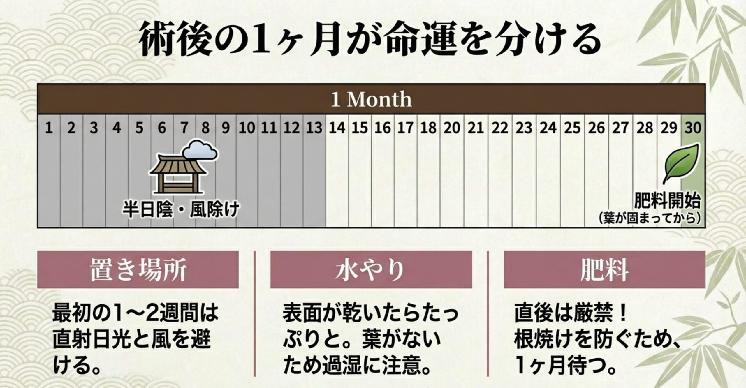 30日間のカレンダー形式の図。最初の1〜2週間は「半日陰・風除け」で管理し、1ヶ月後に葉が固まってから「肥料開始」とすることを示した管理チャート。